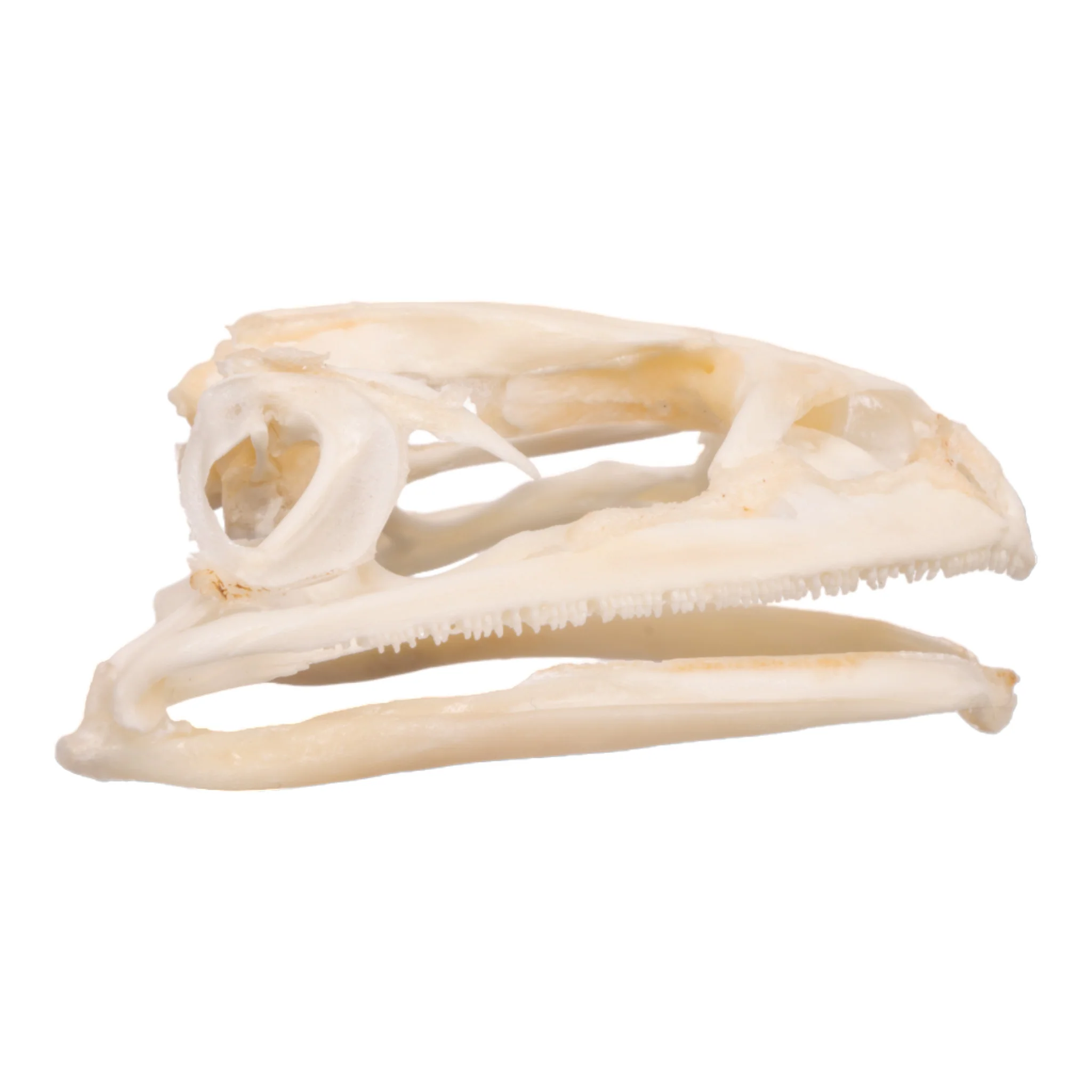 Real Bullfrog Skull - Image 2
