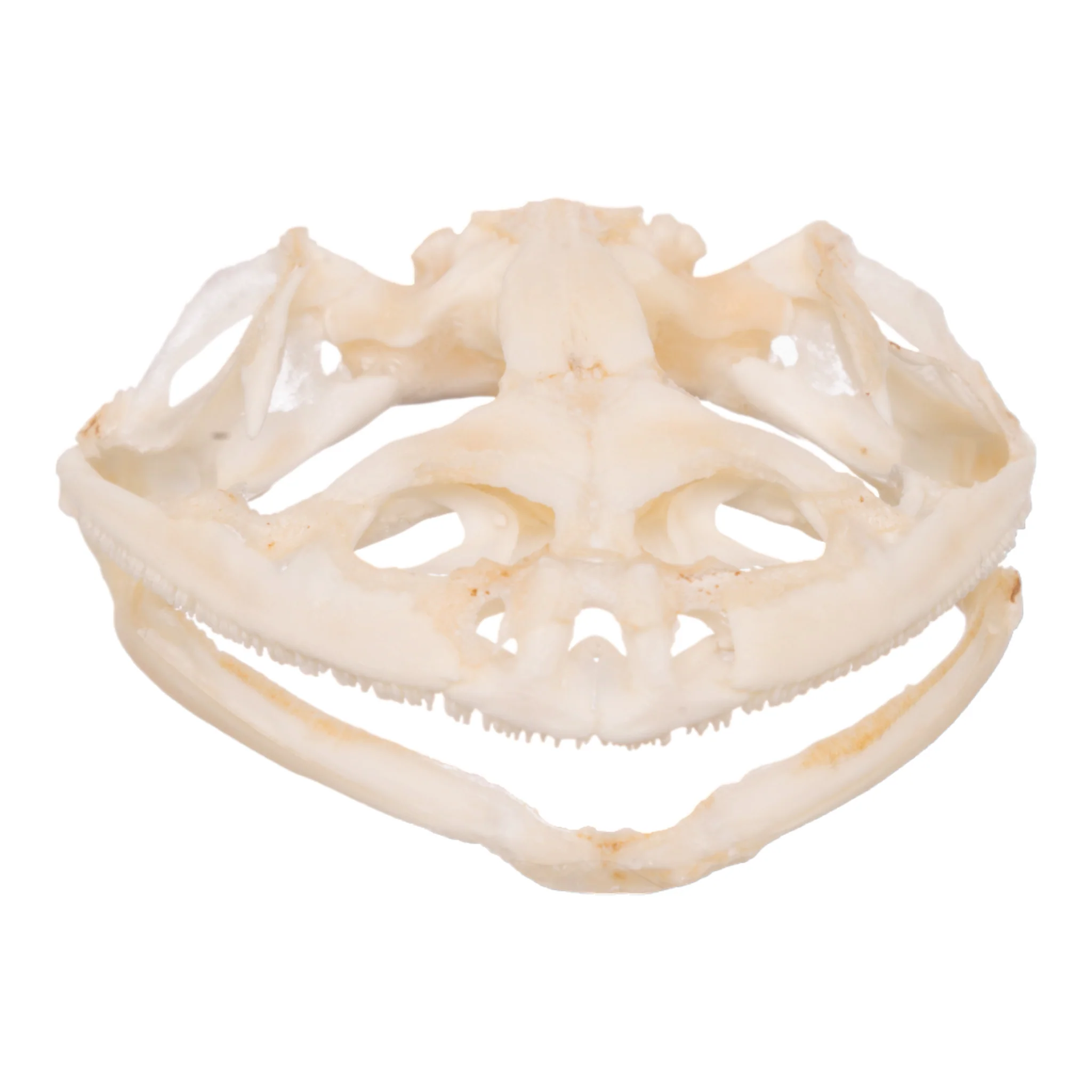 Real Bullfrog Skull - Image 3