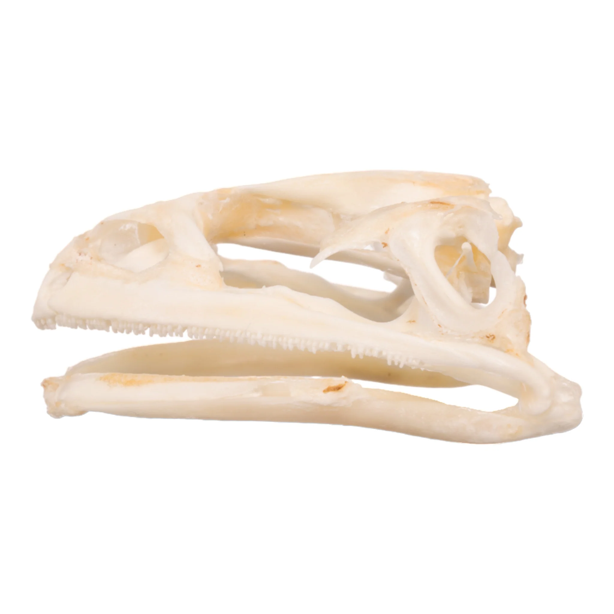 Real Bullfrog Skull - Image 4
