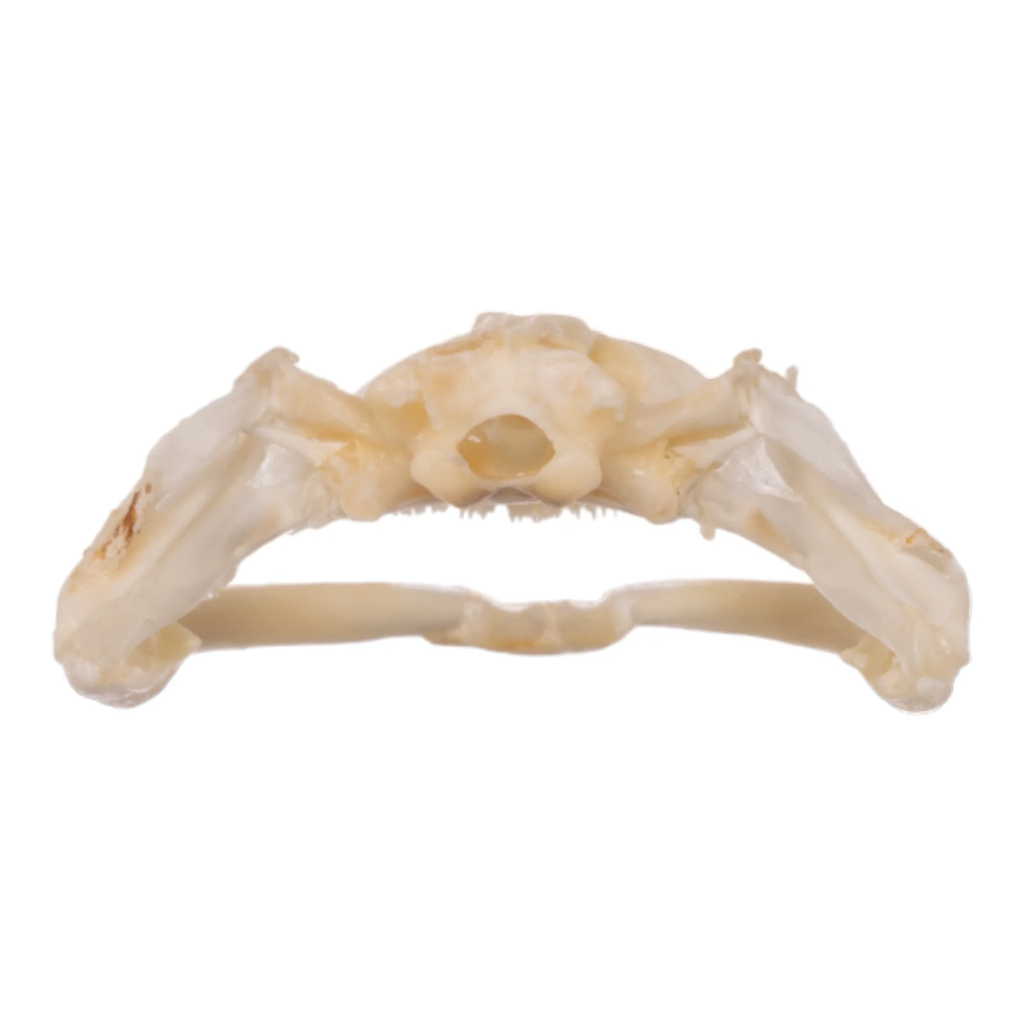 Real Bullfrog Skull - Image 5