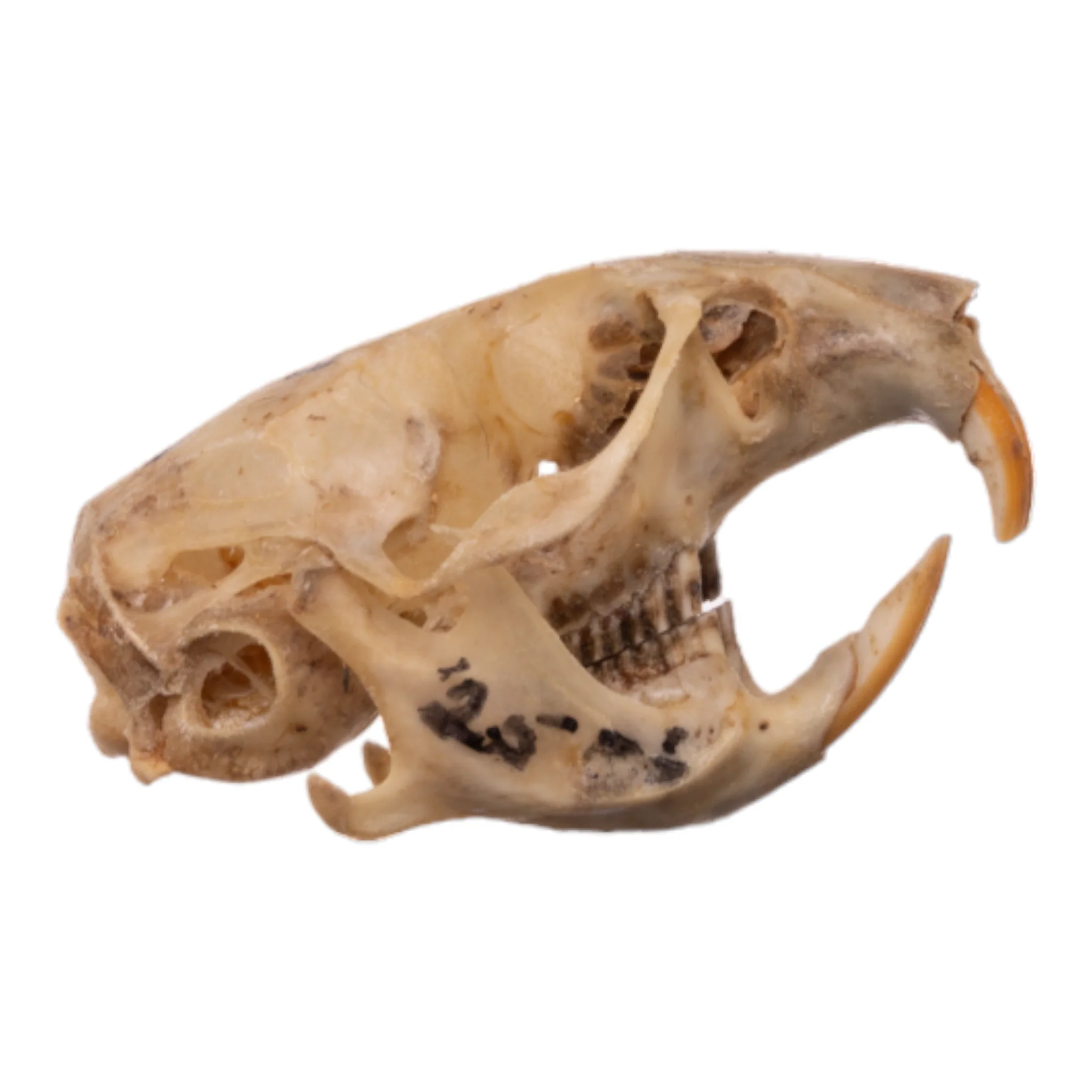Real California Vole Skull - Image 2