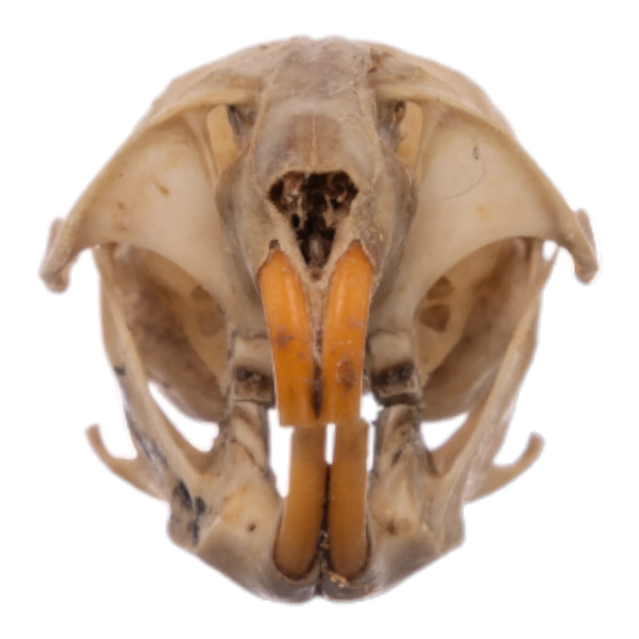 Real California Vole Skull - Image 3