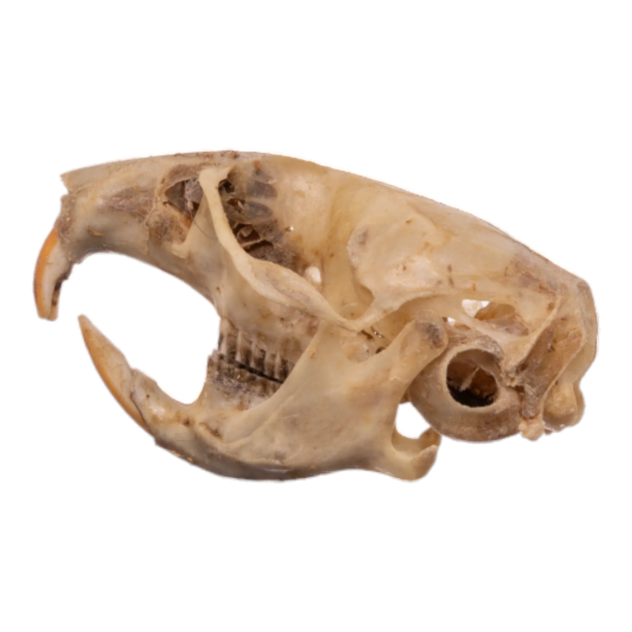 Real California Vole Skull - Image 4