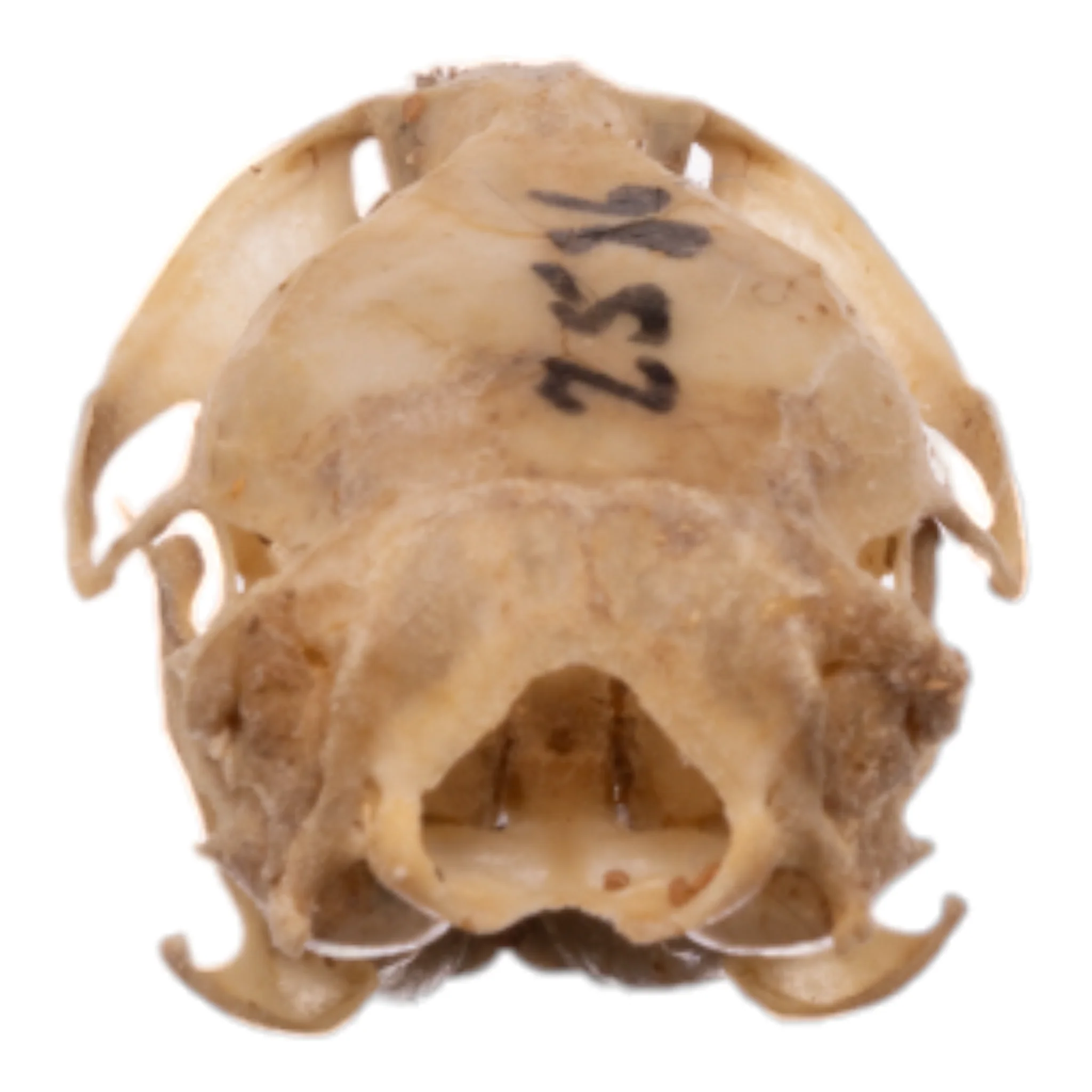 Real California Vole Skull - Image 5