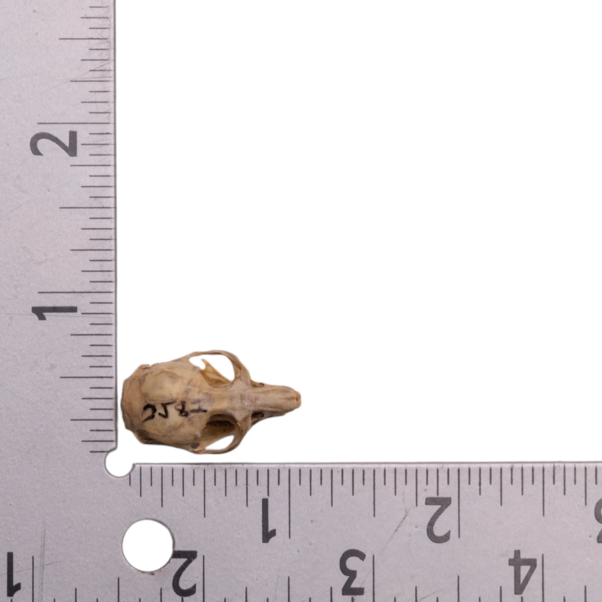 Real California Vole Skull - Image 6