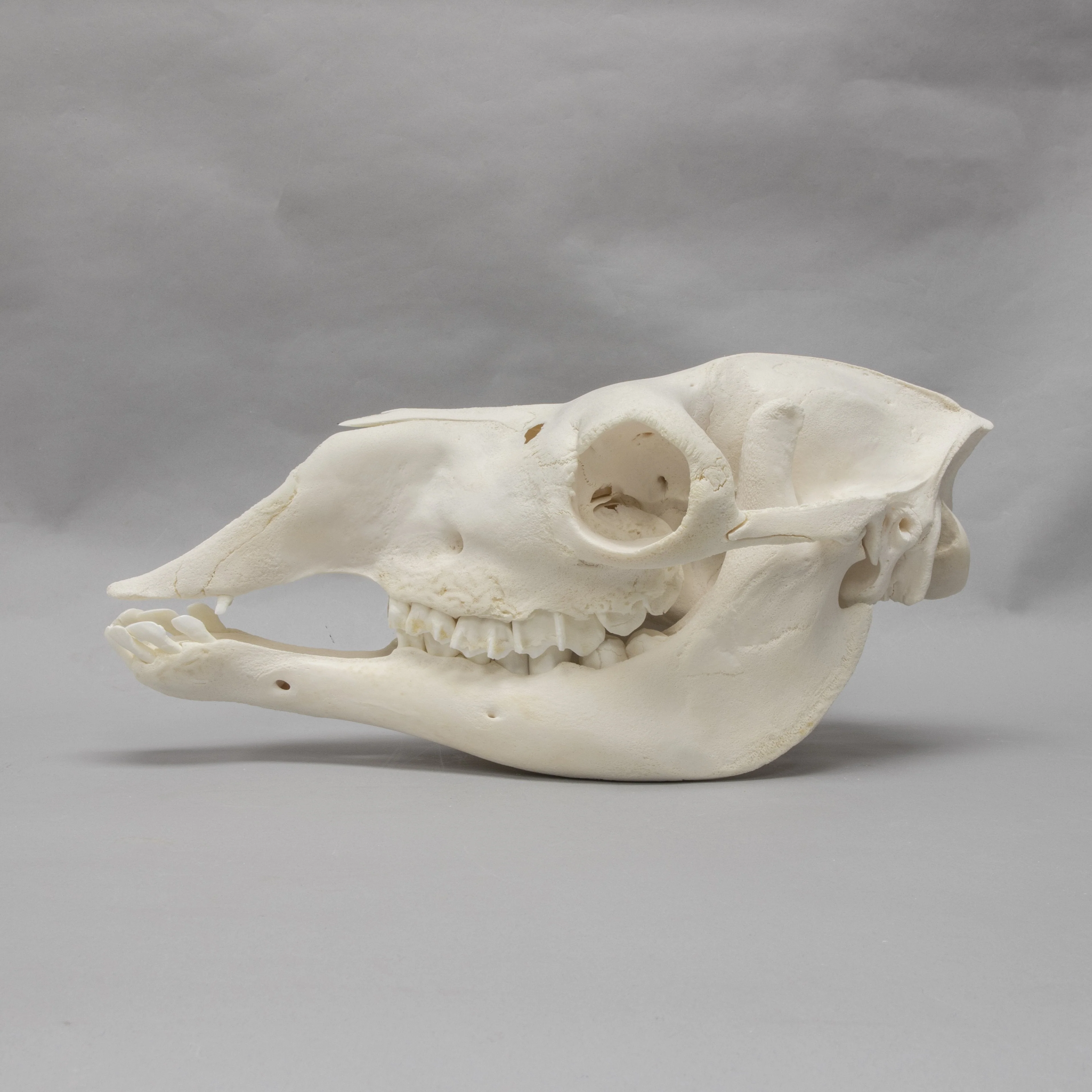 Real Camel Skeleton - Image 4