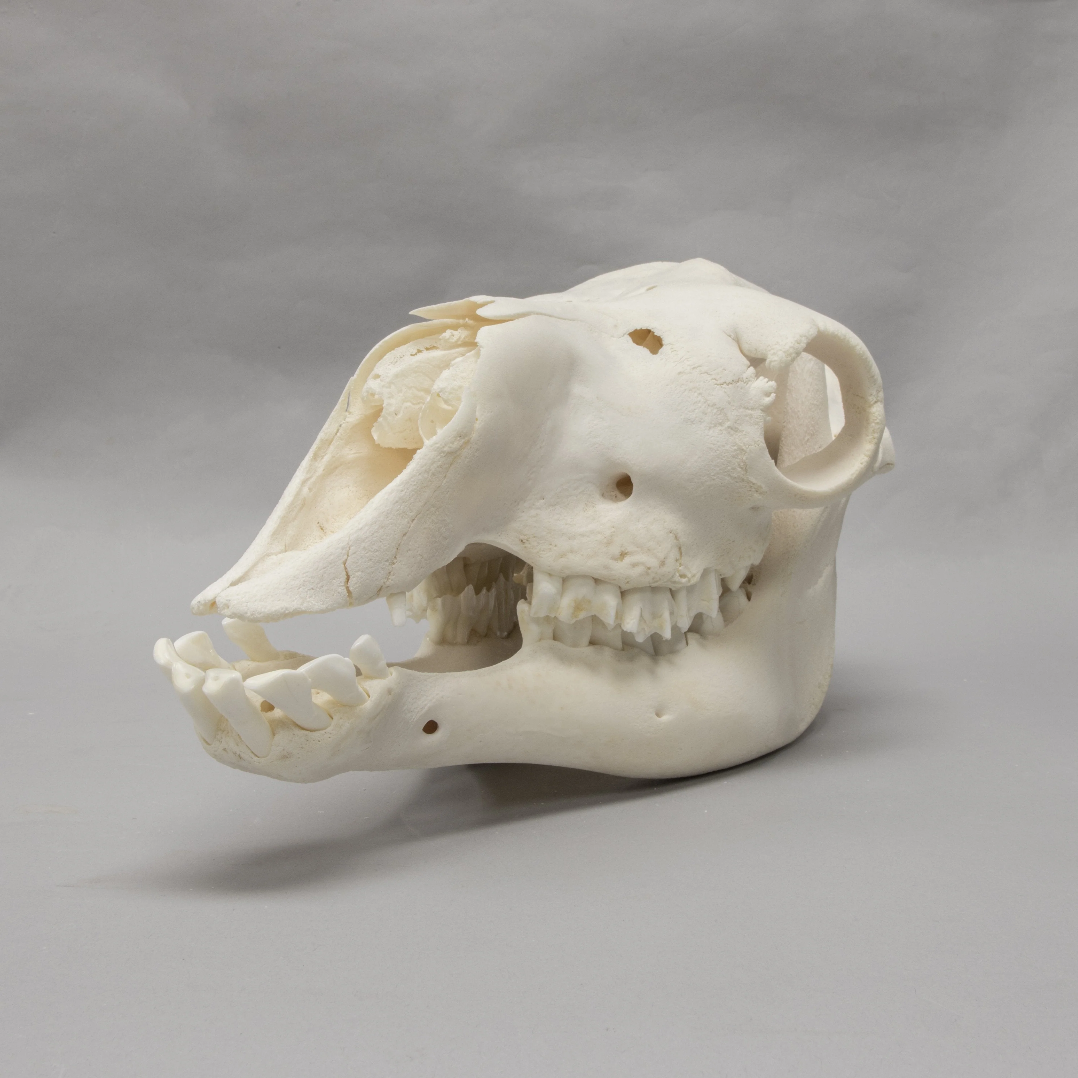 Real Camel Skeleton - Image 5