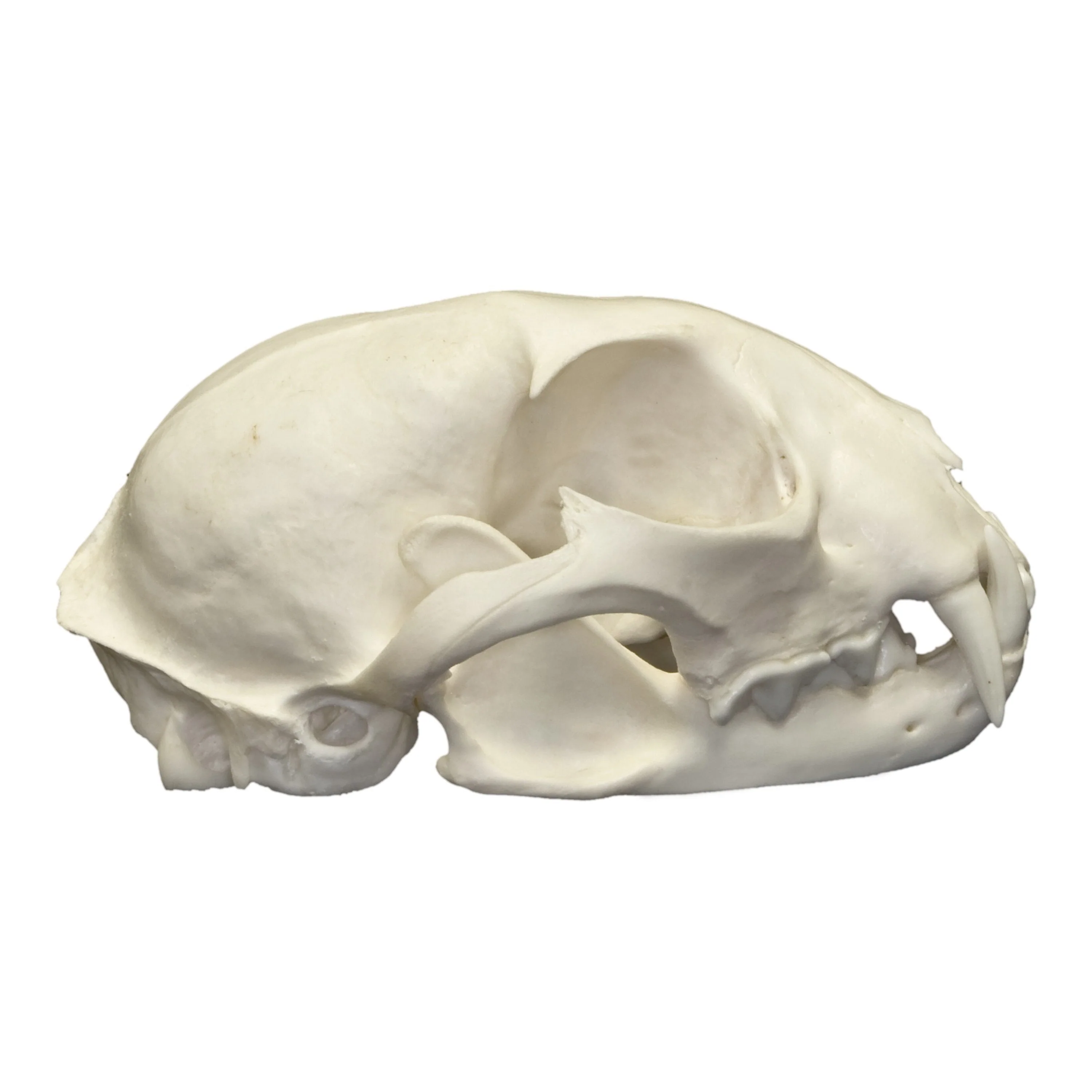 Real Canadian Lynx Skull - Image 2