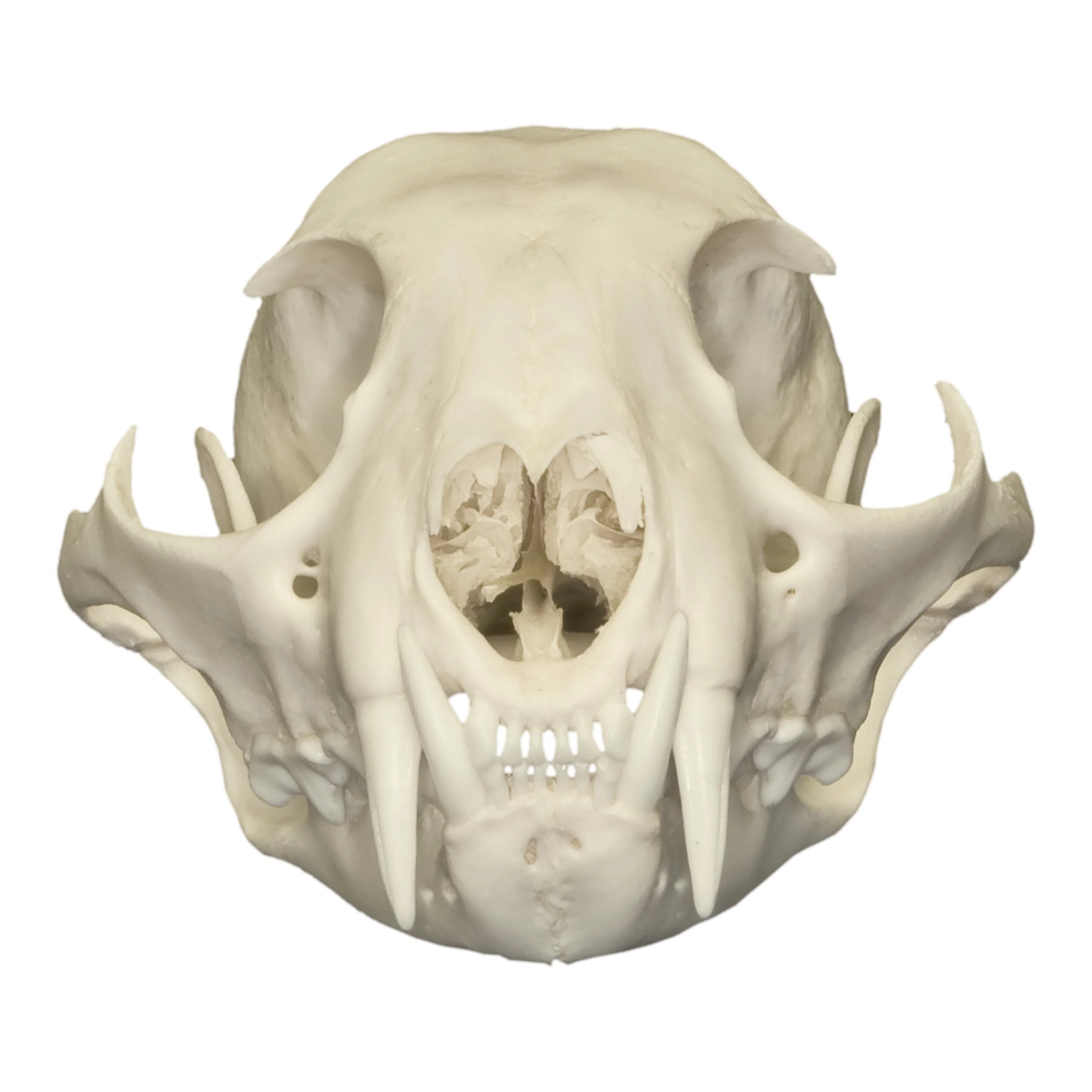 Real Canadian Lynx Skull - Image 3