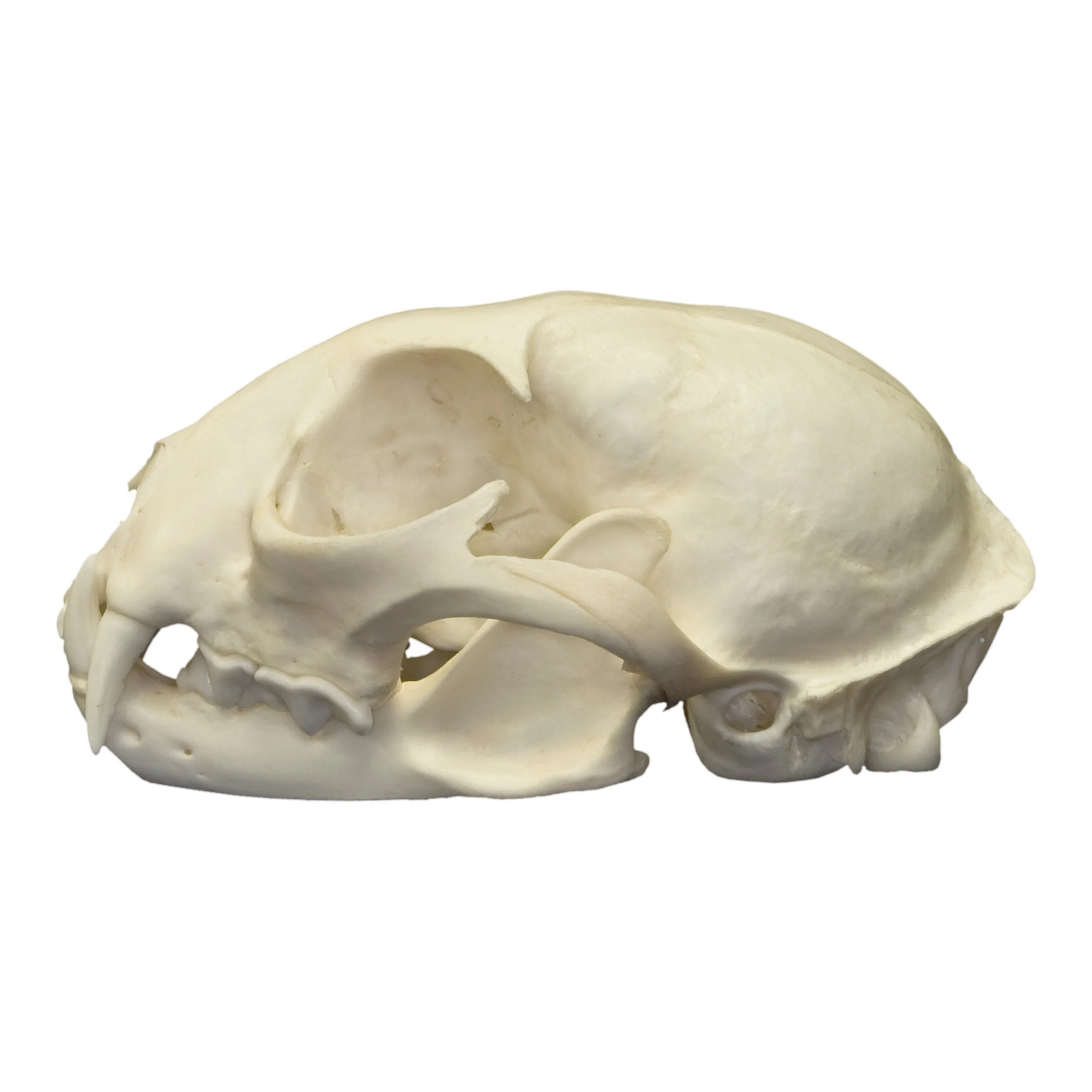 Real Canadian Lynx Skull - Image 4