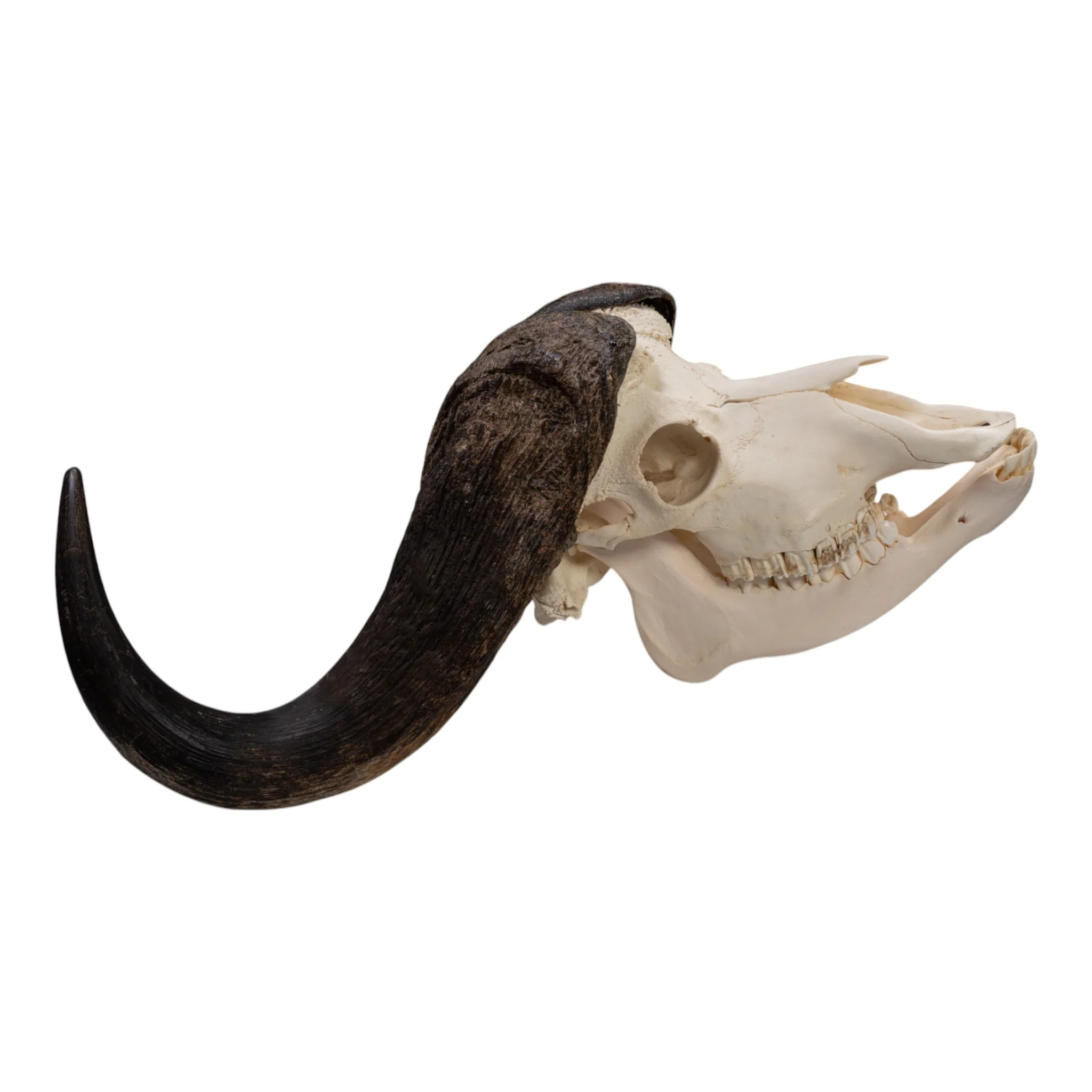 Real African Buffalo Skeleton - Cape (Disarticulated) - Image 2
