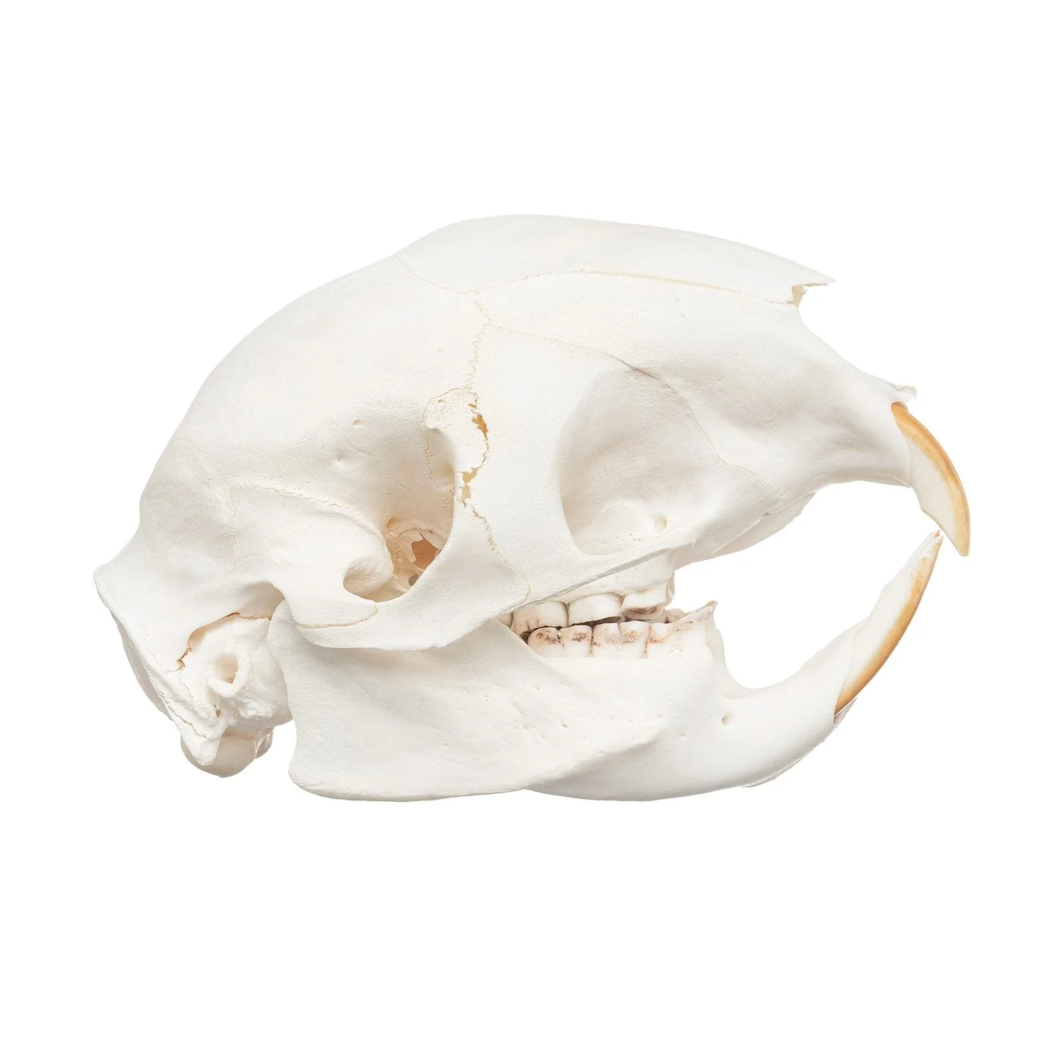 Real Cape Porcupine Skull - Image 2