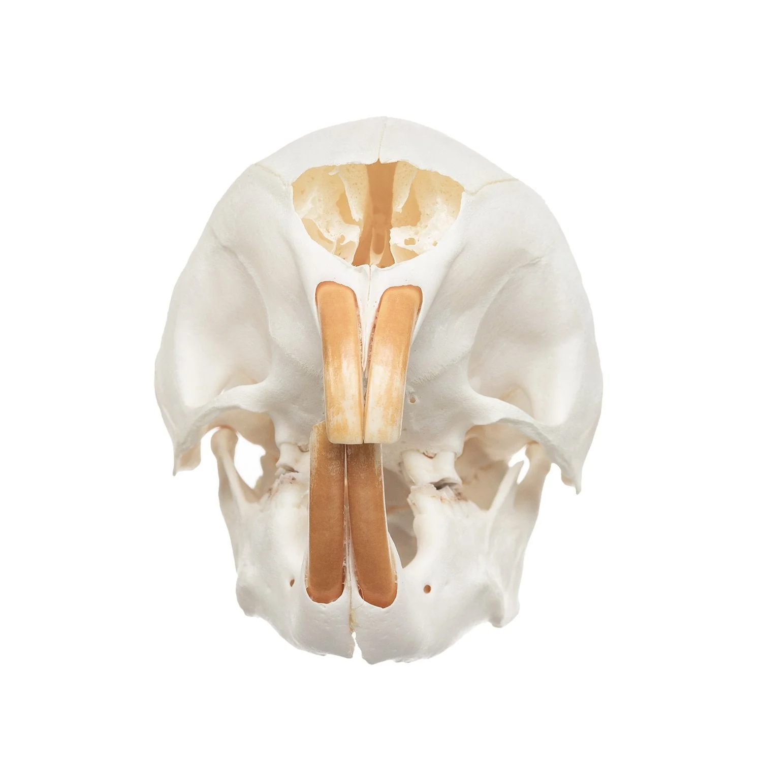 Real Cape Porcupine Skull - Image 3