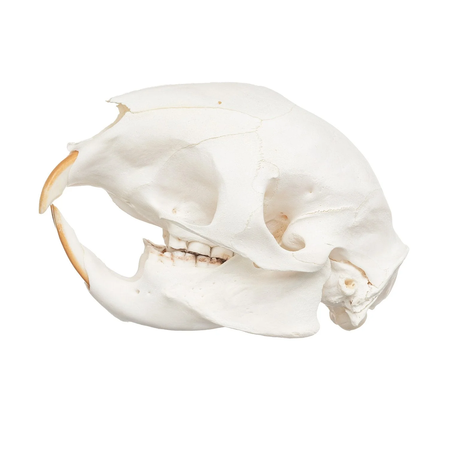 Real Cape Porcupine Skull - Image 4