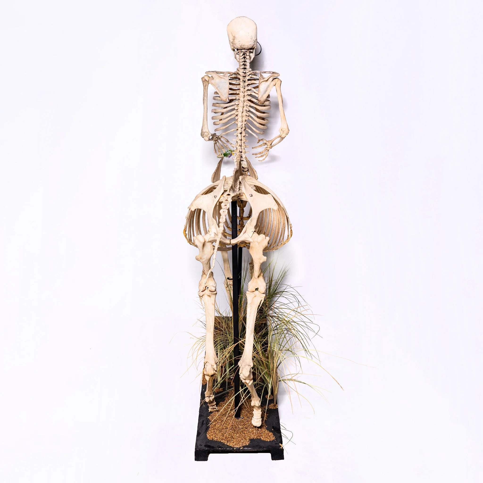 Real "Centaur" Skeleton - Image 4