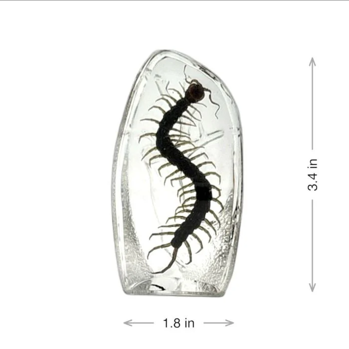 Real Centipede Oval Paperweight