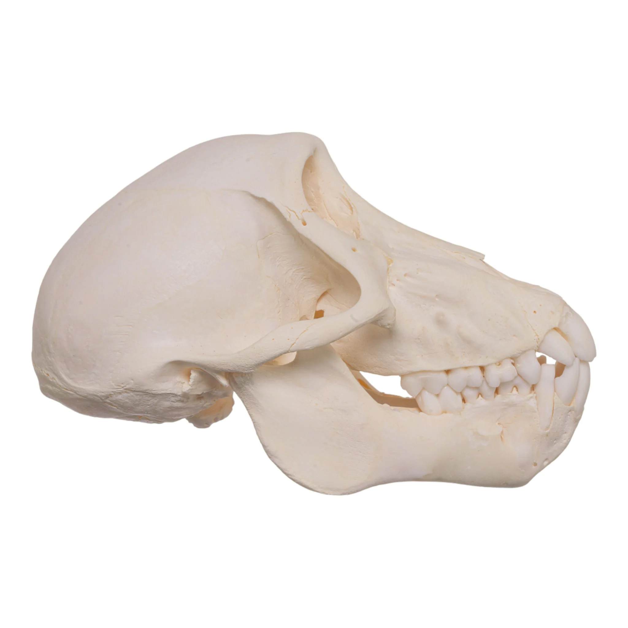 Real Chacma Baboon Skull - Adolescent Female - Image 2