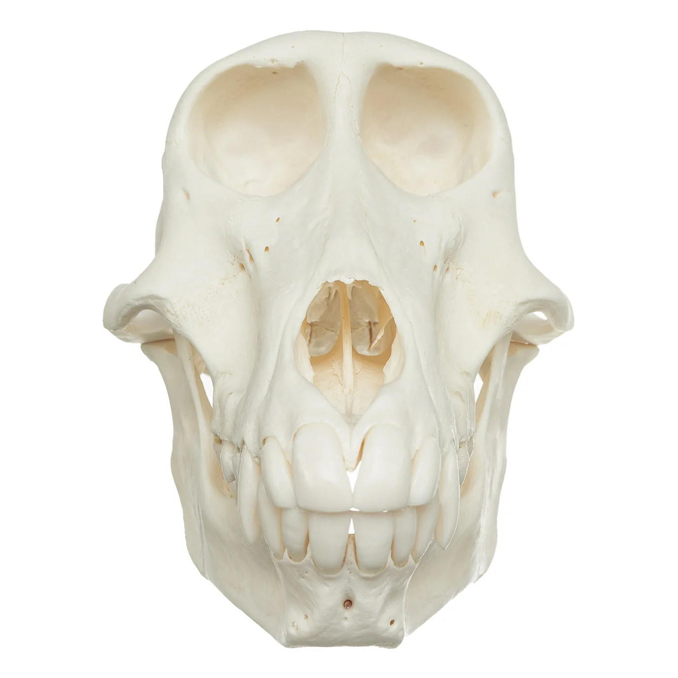 Real Chacma Baboon Skull - Female - Image 3