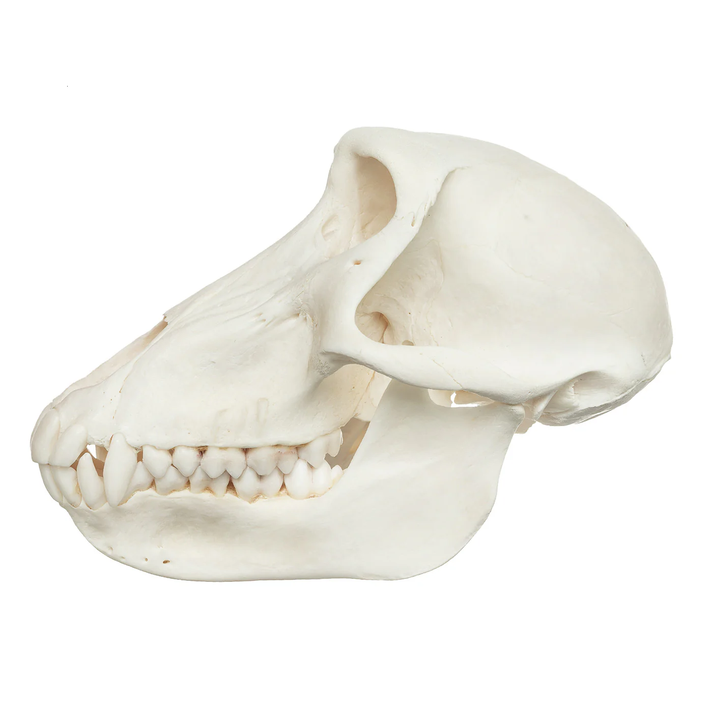 Real Chacma Baboon Skull - Female - Image 4