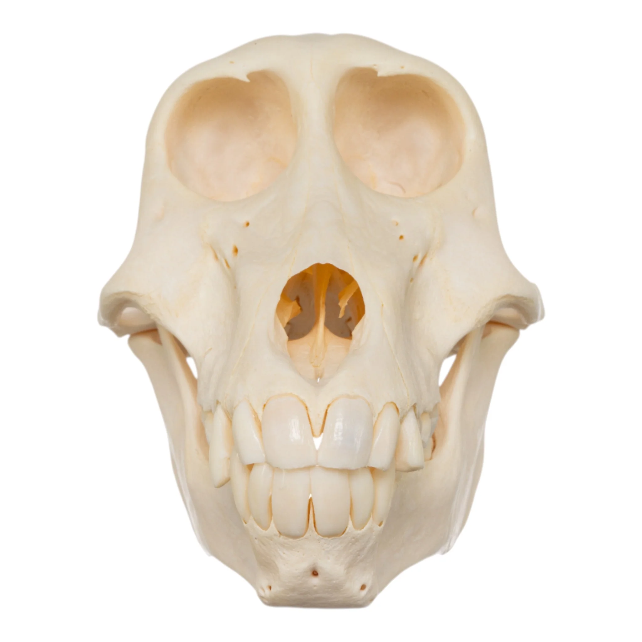 Real Chacma Baboon Skull - Juvenile - Image 3