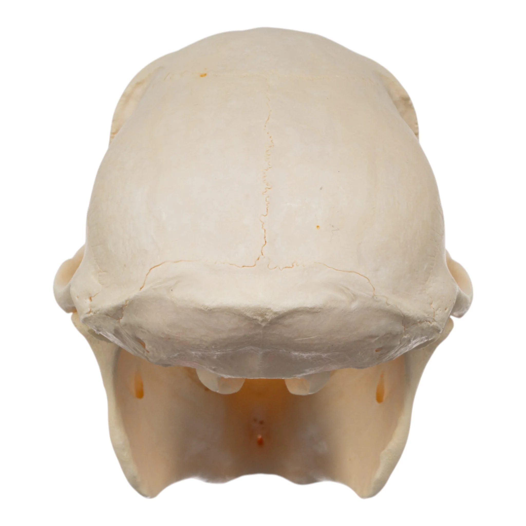 Real Chacma Baboon Skull - Juvenile - Image 5
