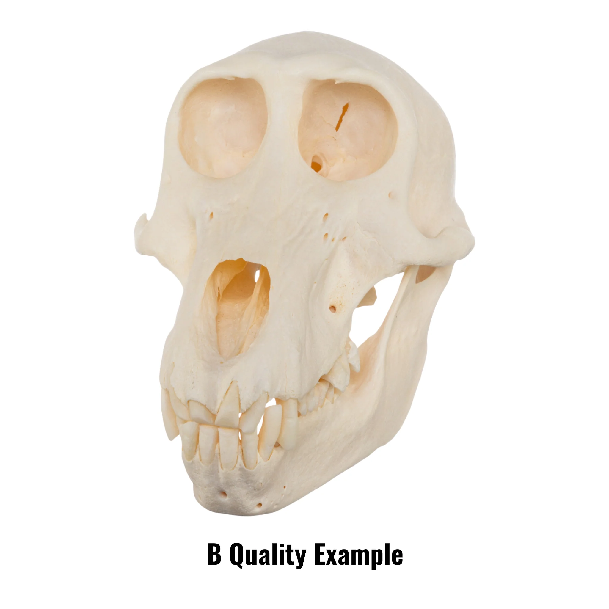 Real Chacma Baboon Skull - Juvenile - Image 6