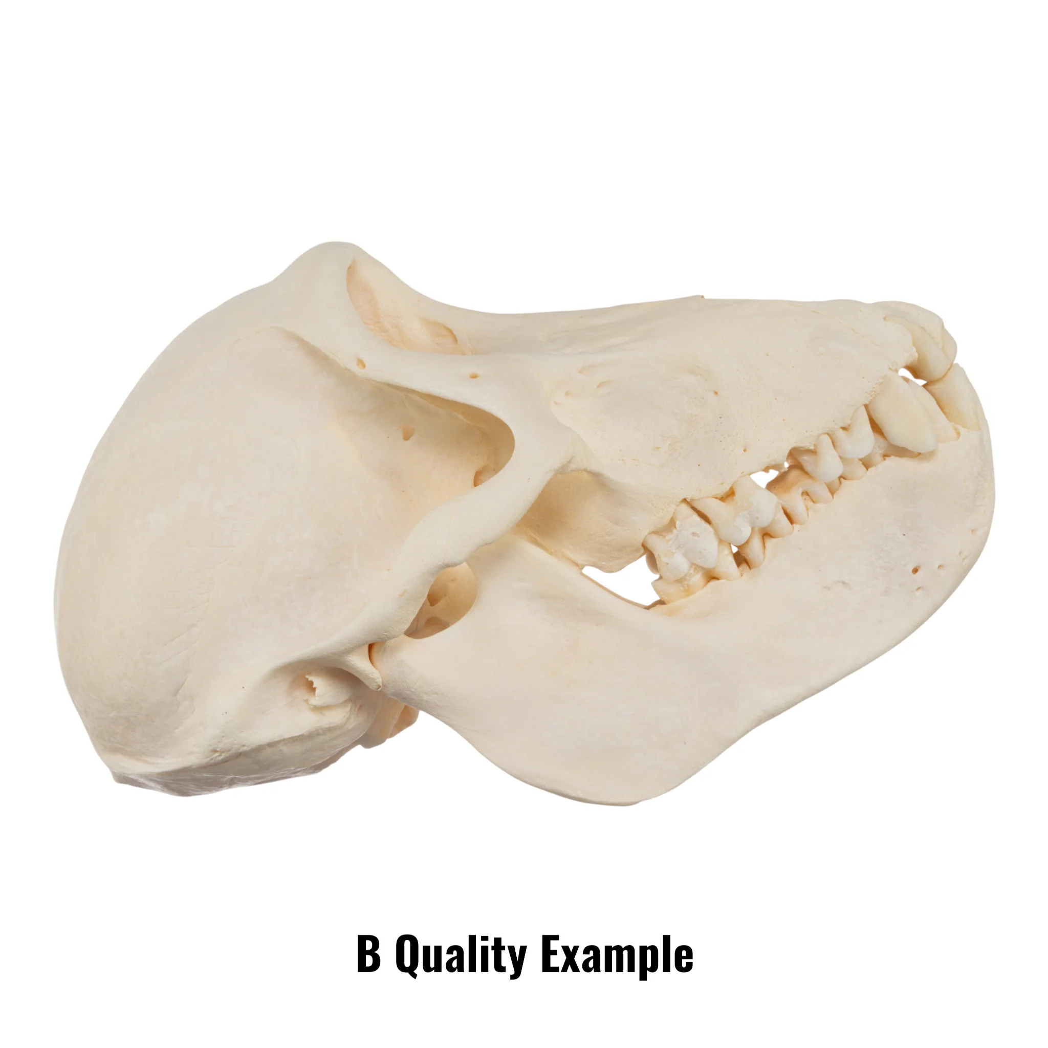 Real Chacma Baboon Skull - Juvenile - Image 7