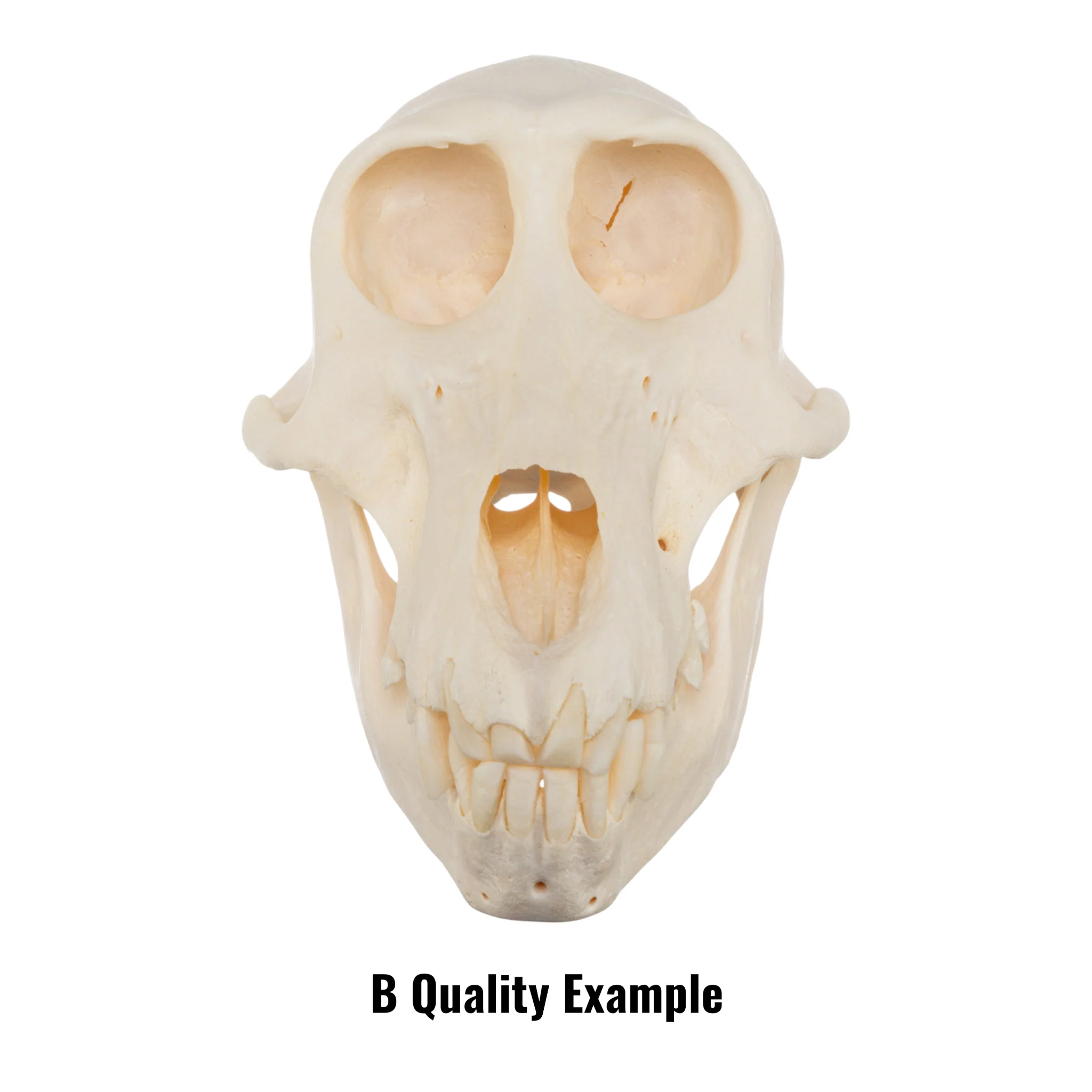 Real Chacma Baboon Skull - Juvenile - Image 8