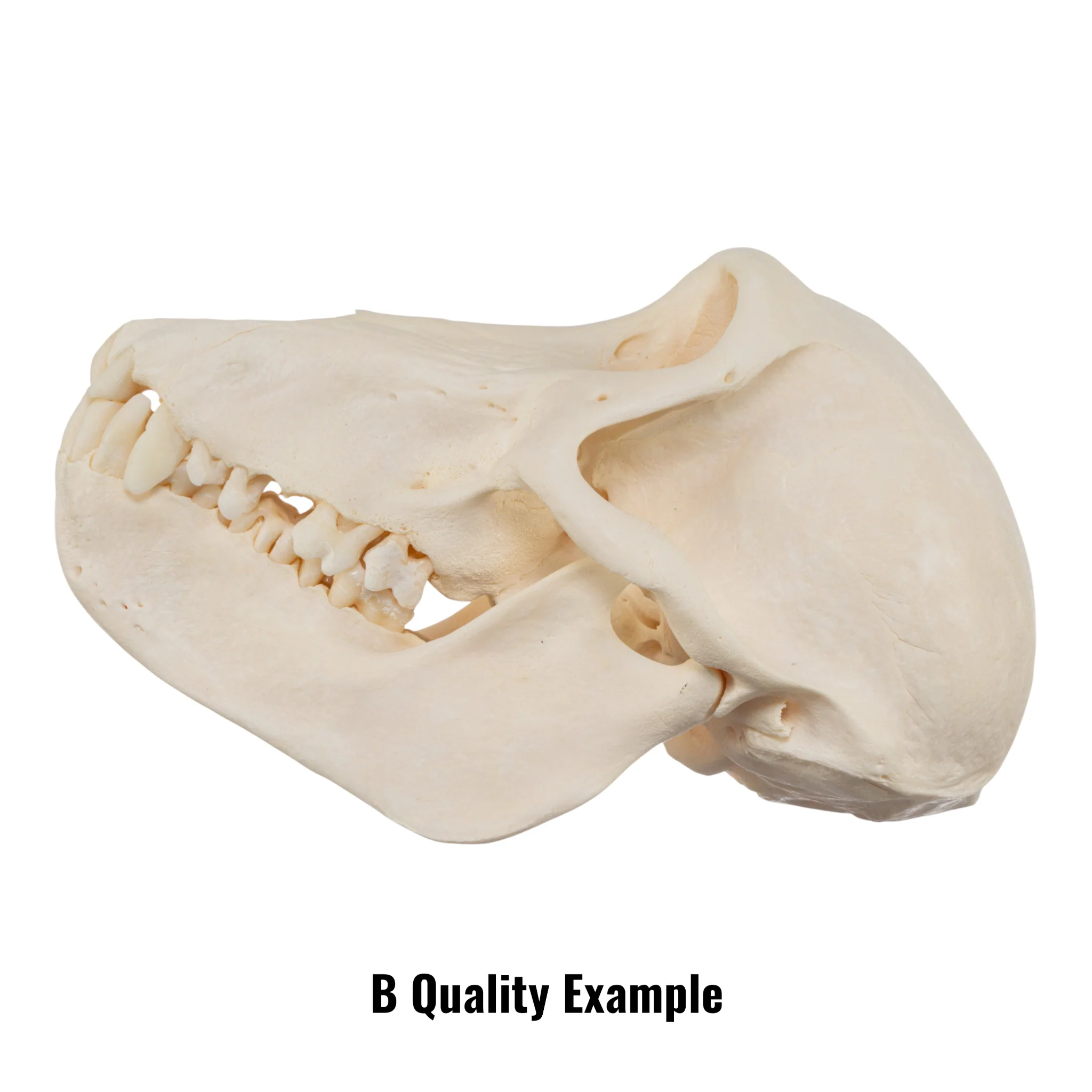 Real Chacma Baboon Skull - Juvenile - Image 9