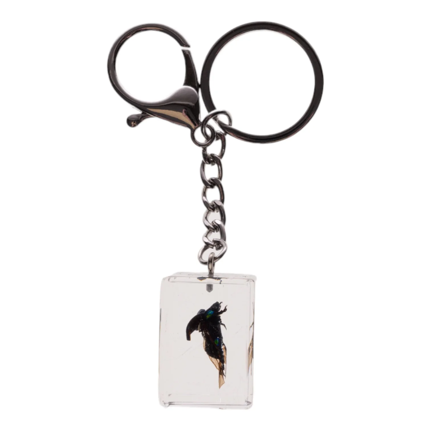 Real Chafer Beetle in Acrylic Cube Keychain - Image 2