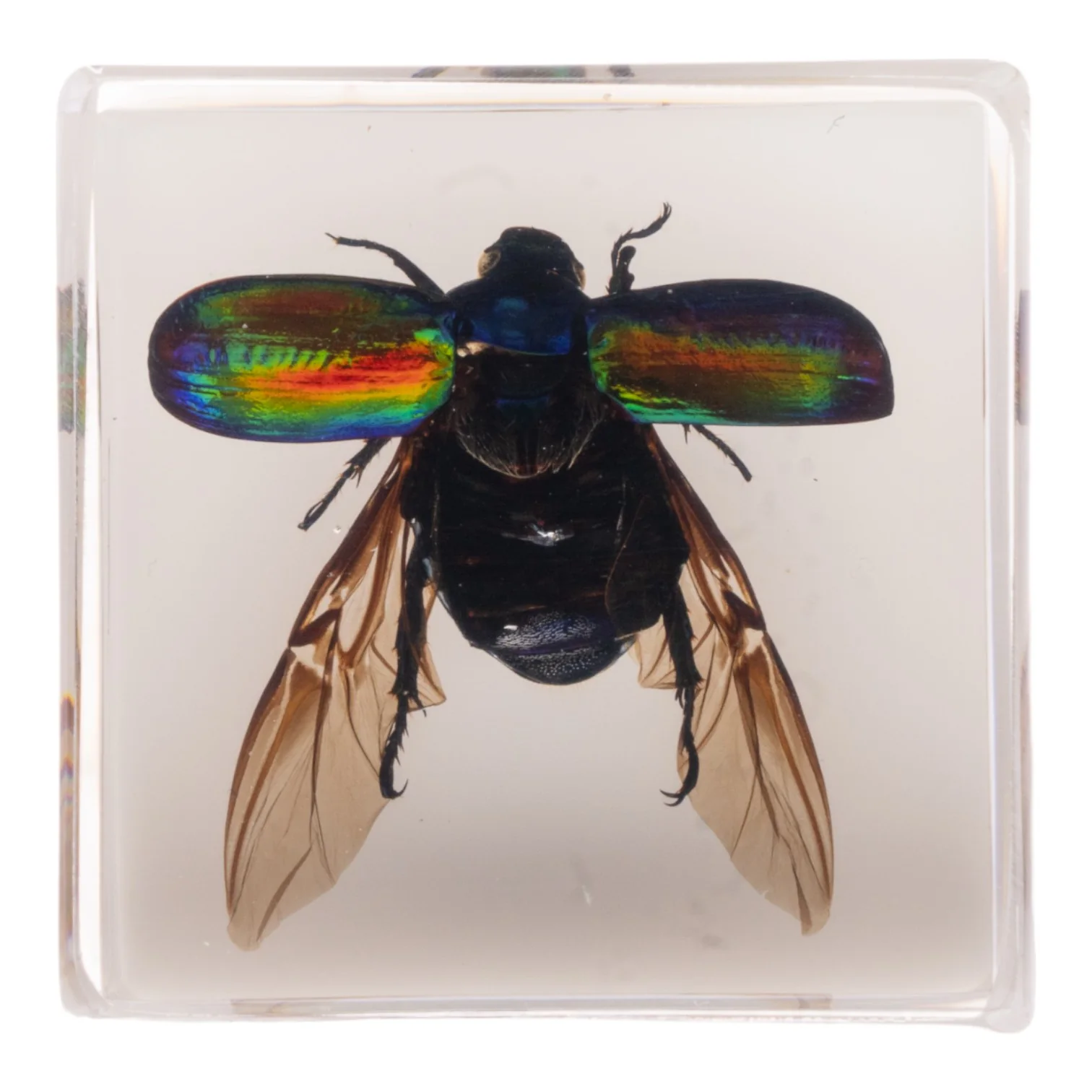 Real Green Rose Chafer Beetle in Acrylic Cube Magnet - Image 2