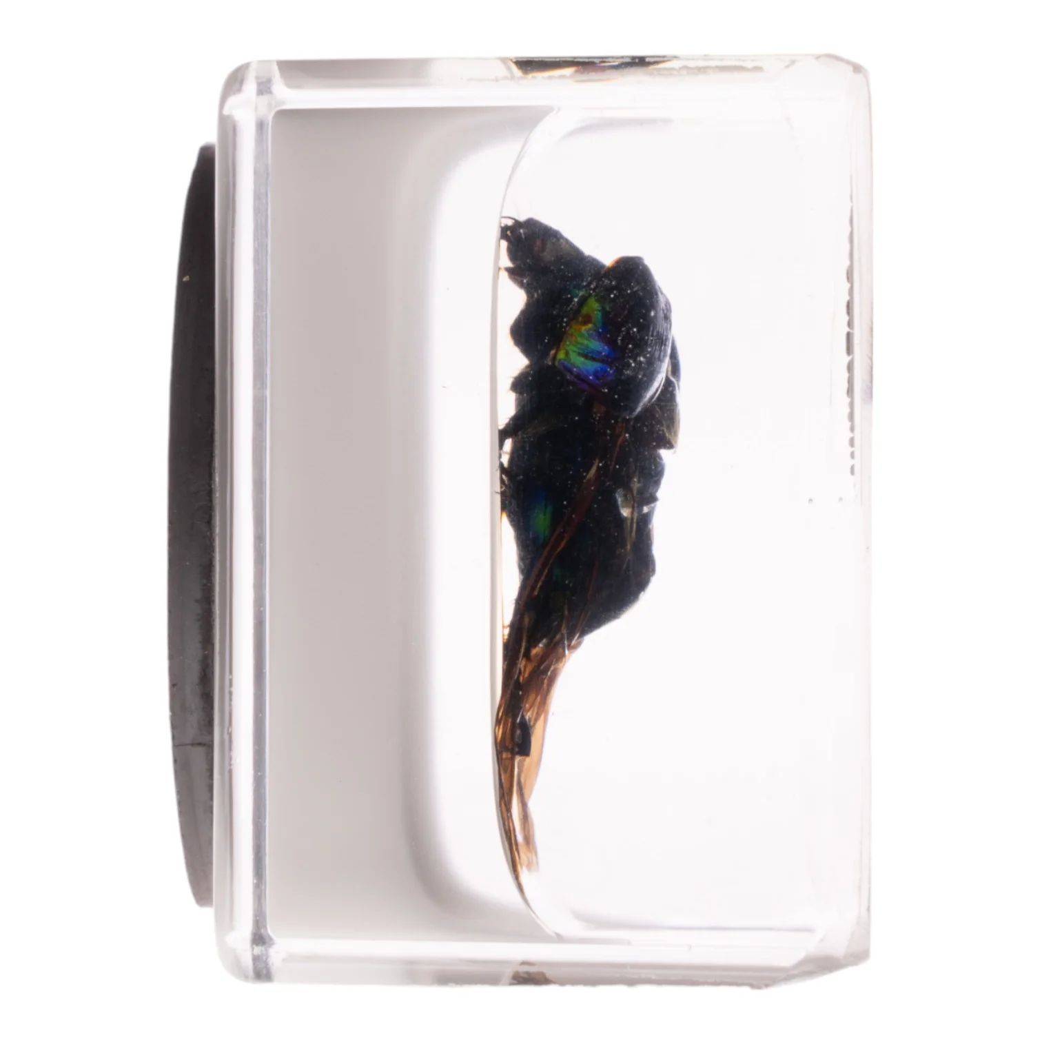 Real Green Rose Chafer Beetle in Acrylic Cube Magnet - Image 4