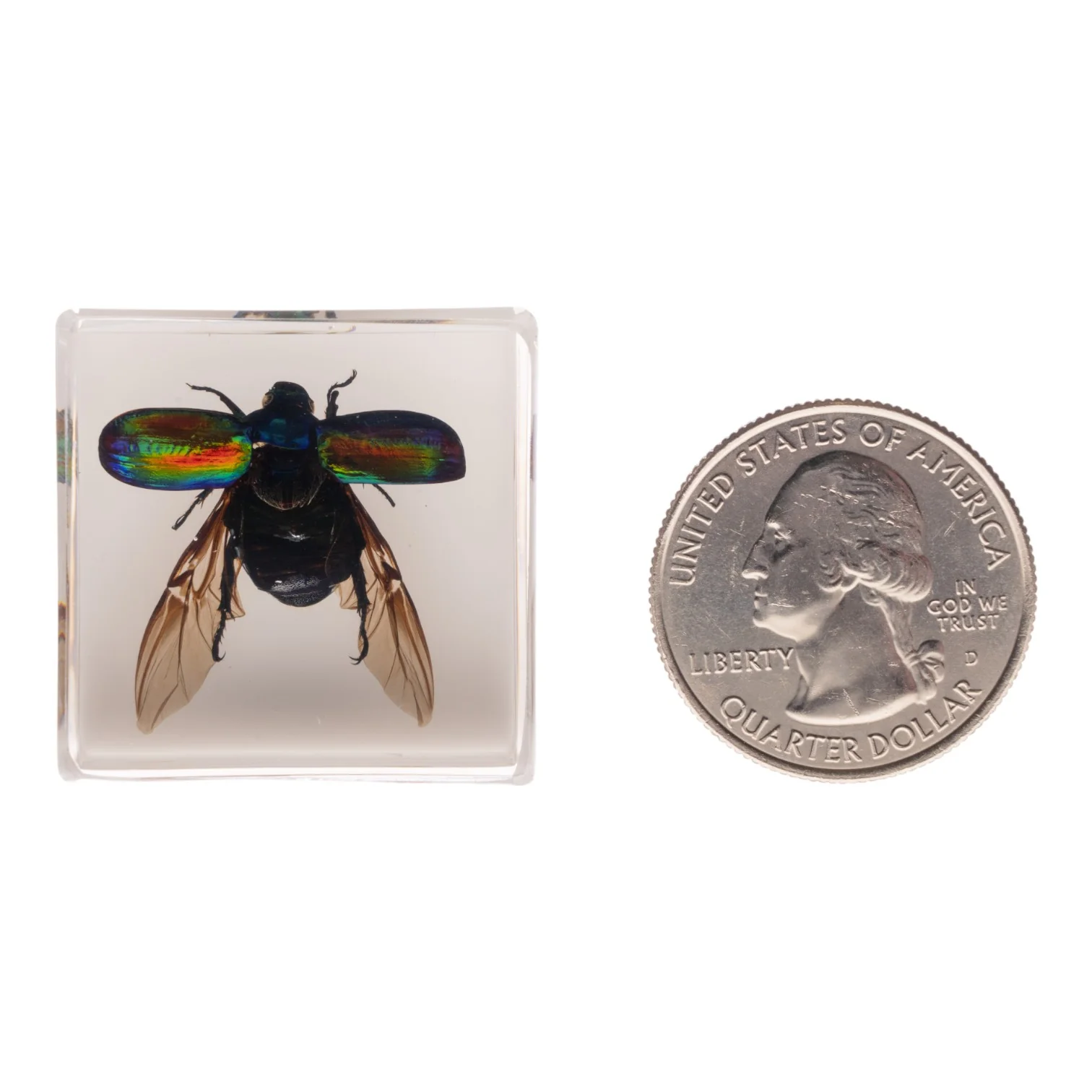 Real Green Rose Chafer Beetle in Acrylic Cube Magnet - Image 5