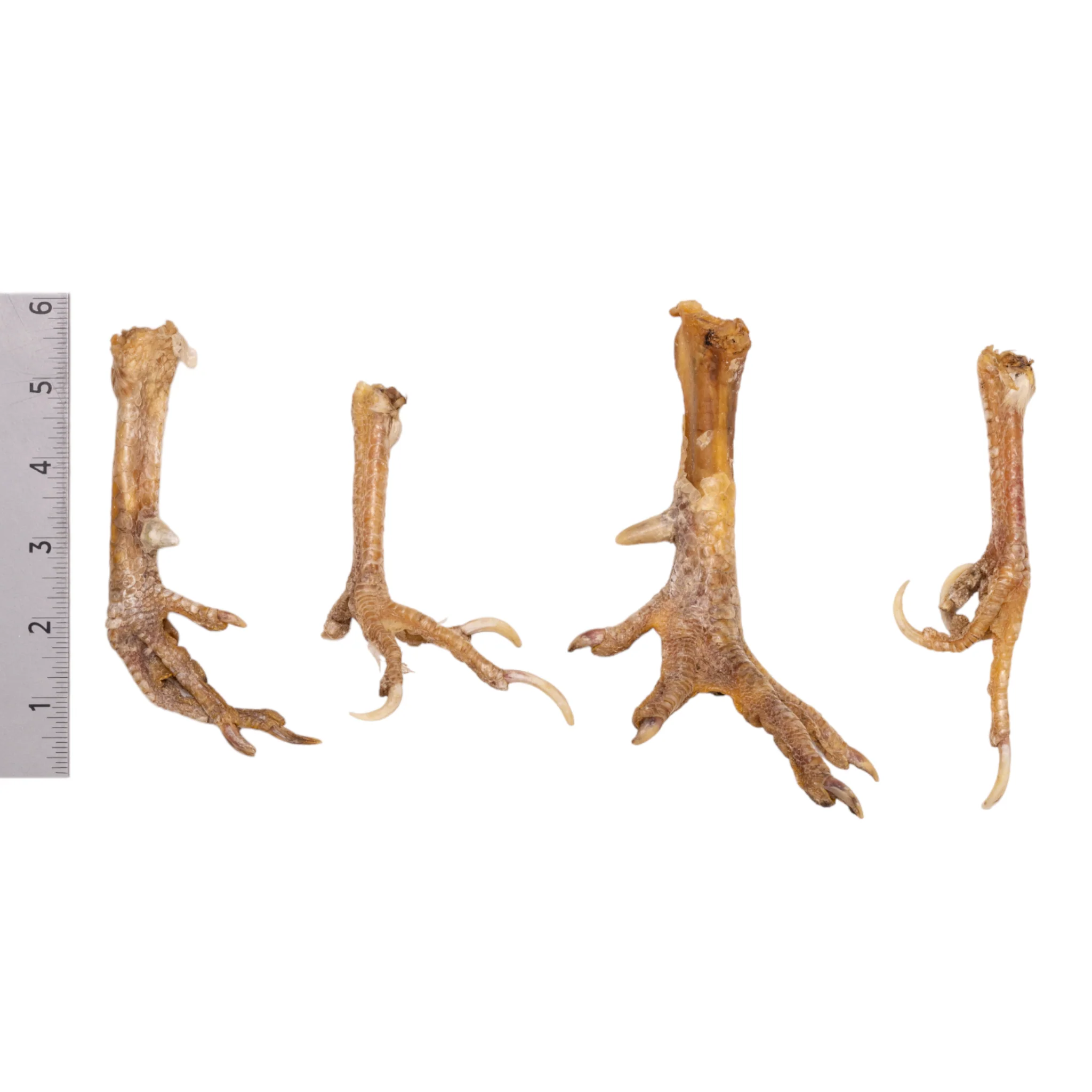 Real Chicken Foot - Single - Image 3
