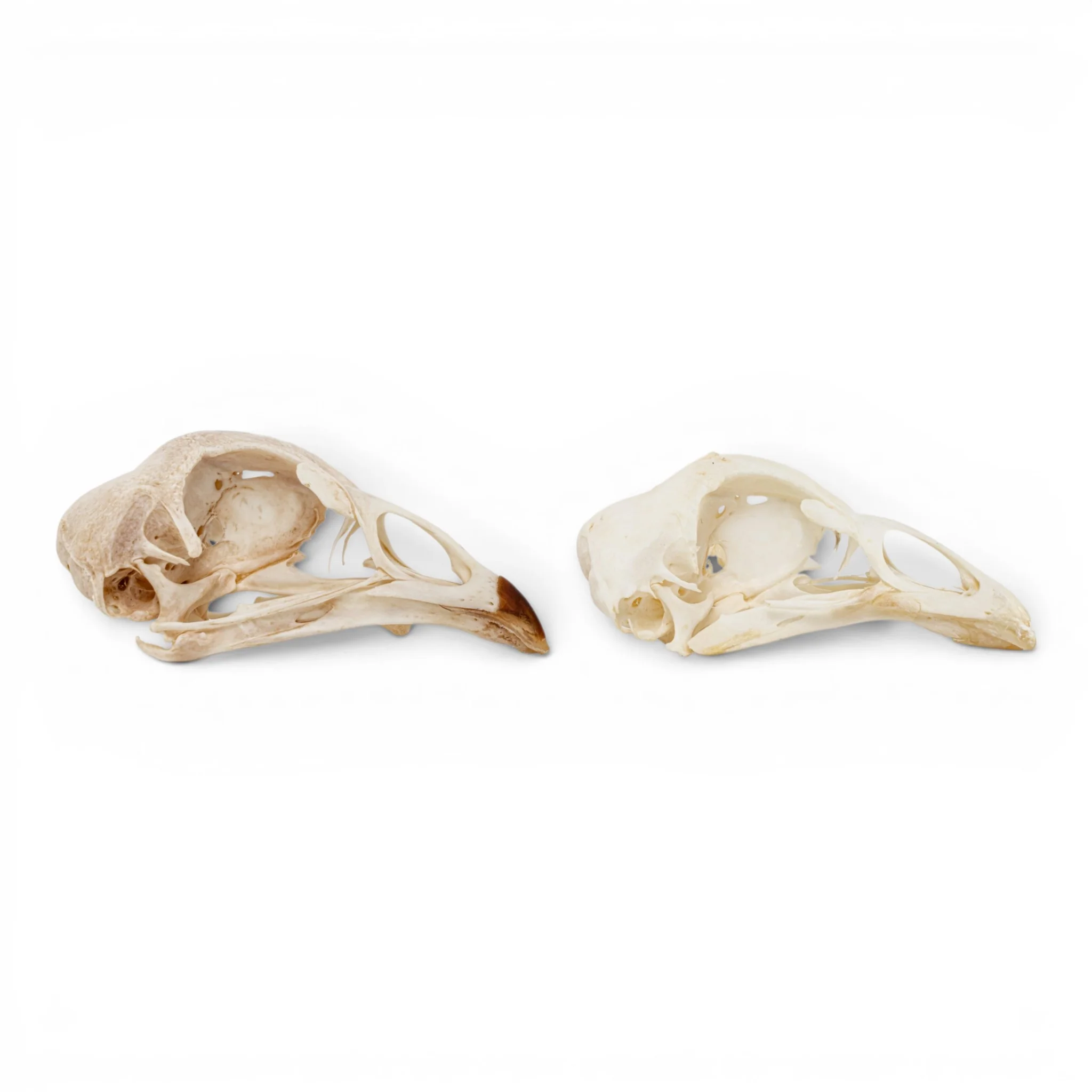 Real Chicken Skull - Pathology - Set of 2 - Image 2