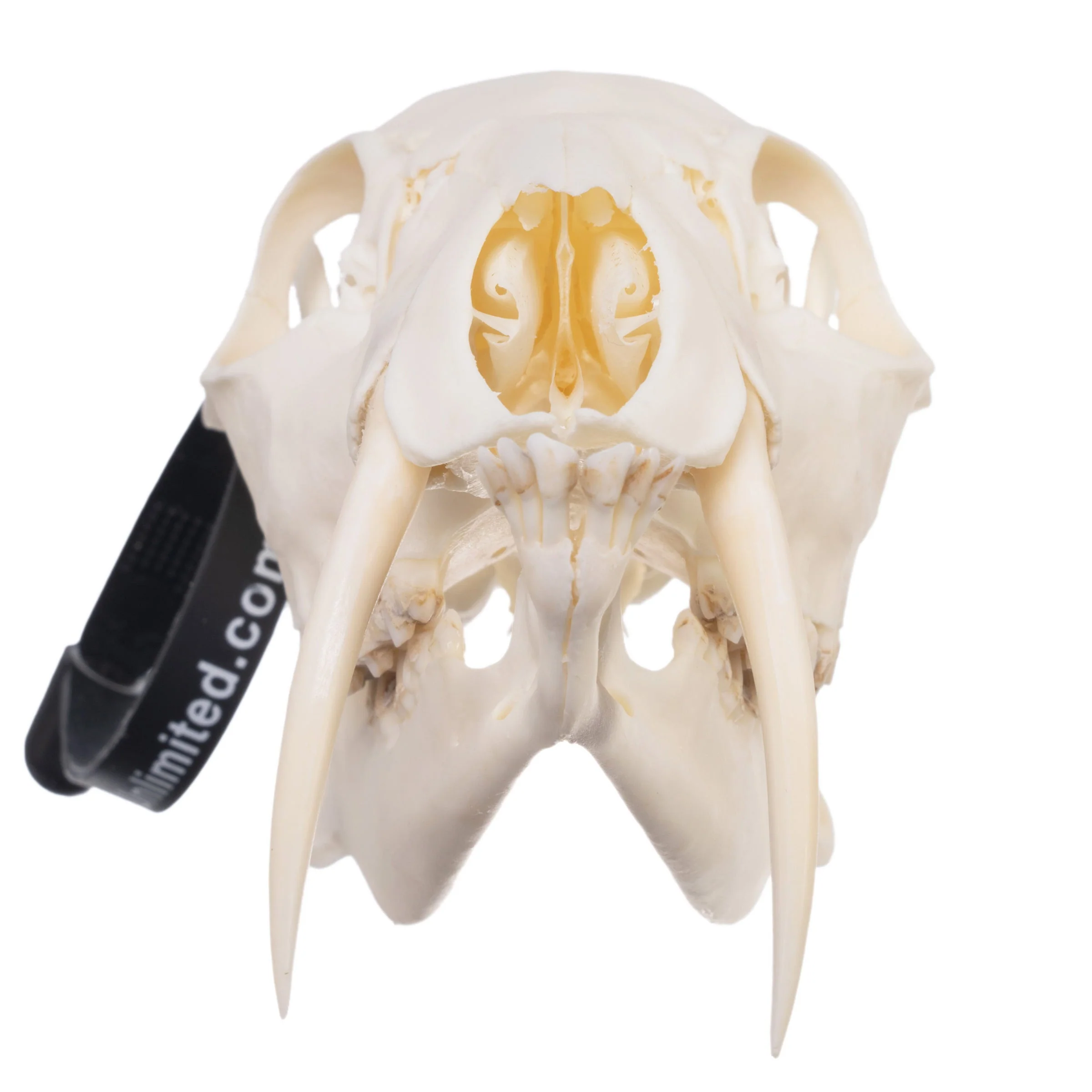 Real Chinese Water Deer Skull - Male - Image 3