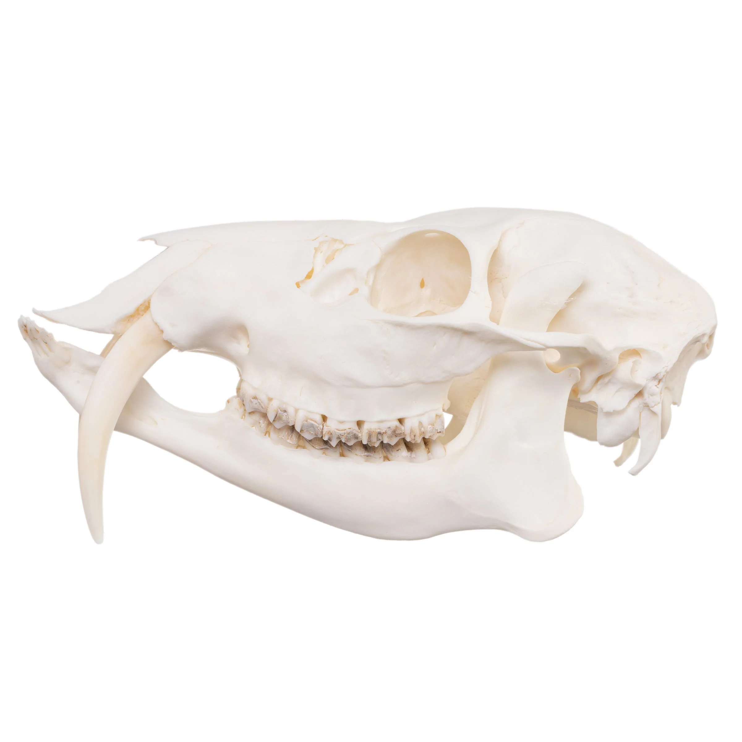 Real Chinese Water Deer Skull - Male - Image 4