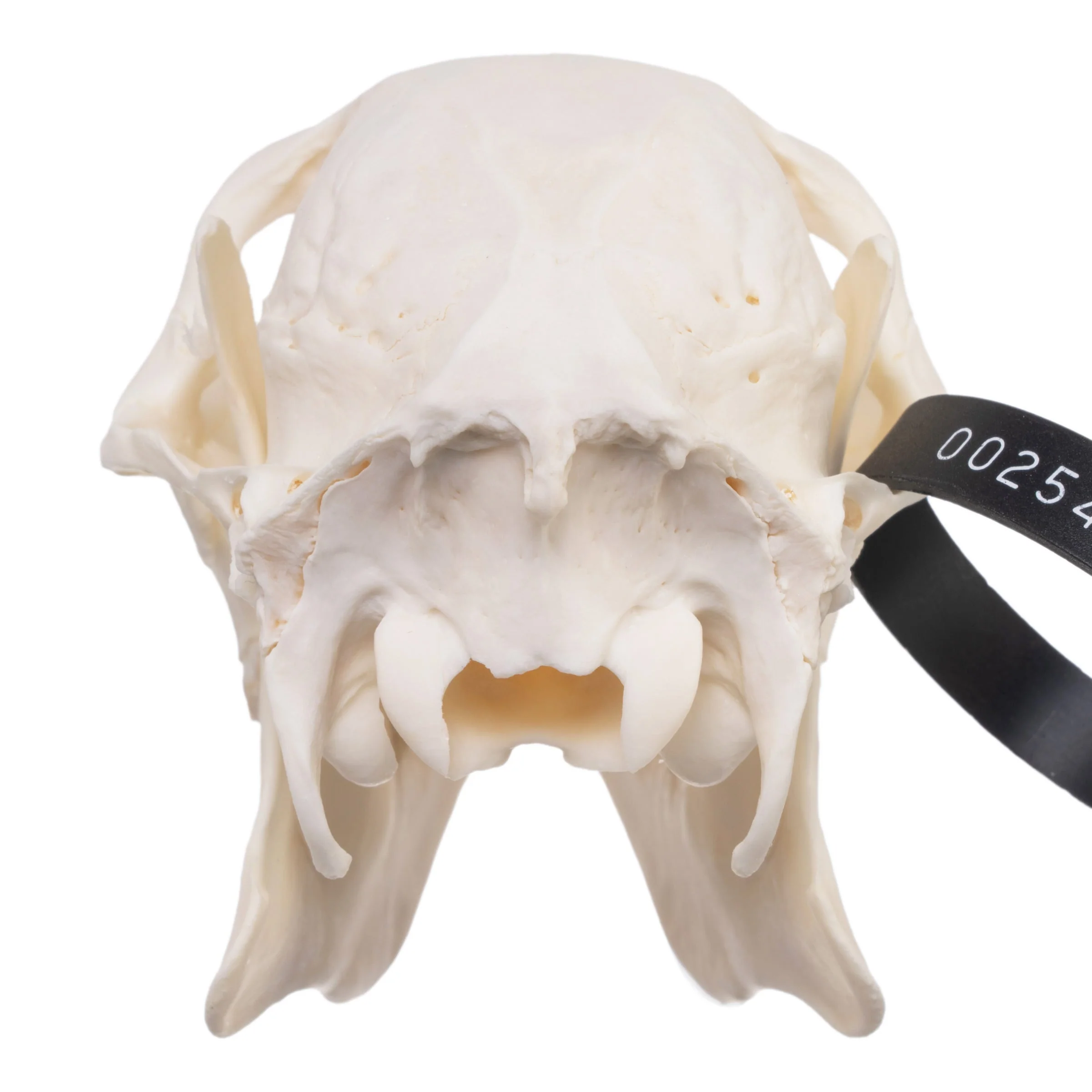 Real Chinese Water Deer Skull - Male - Image 5