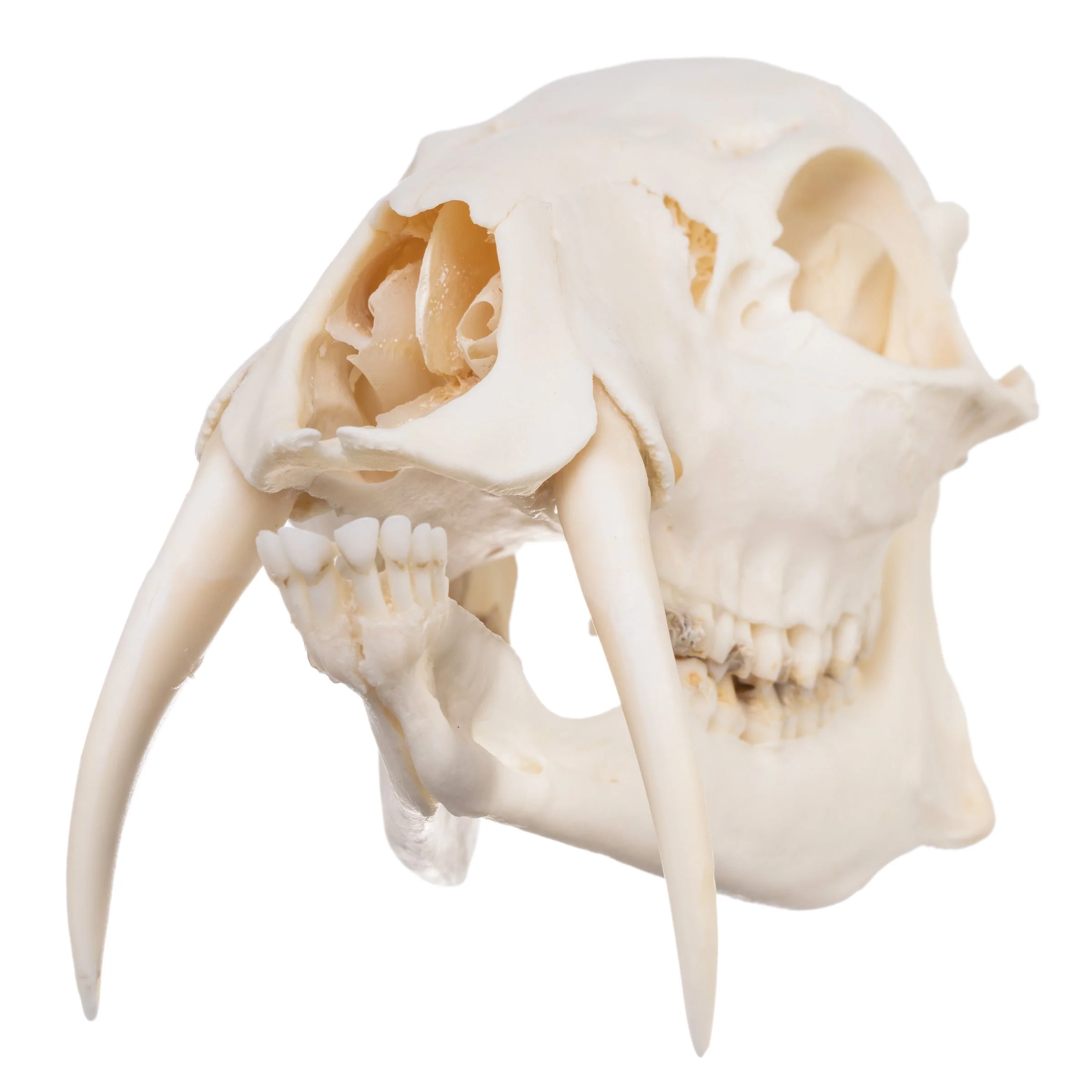Real Chinese Water Deer Skull - Male - Image 6