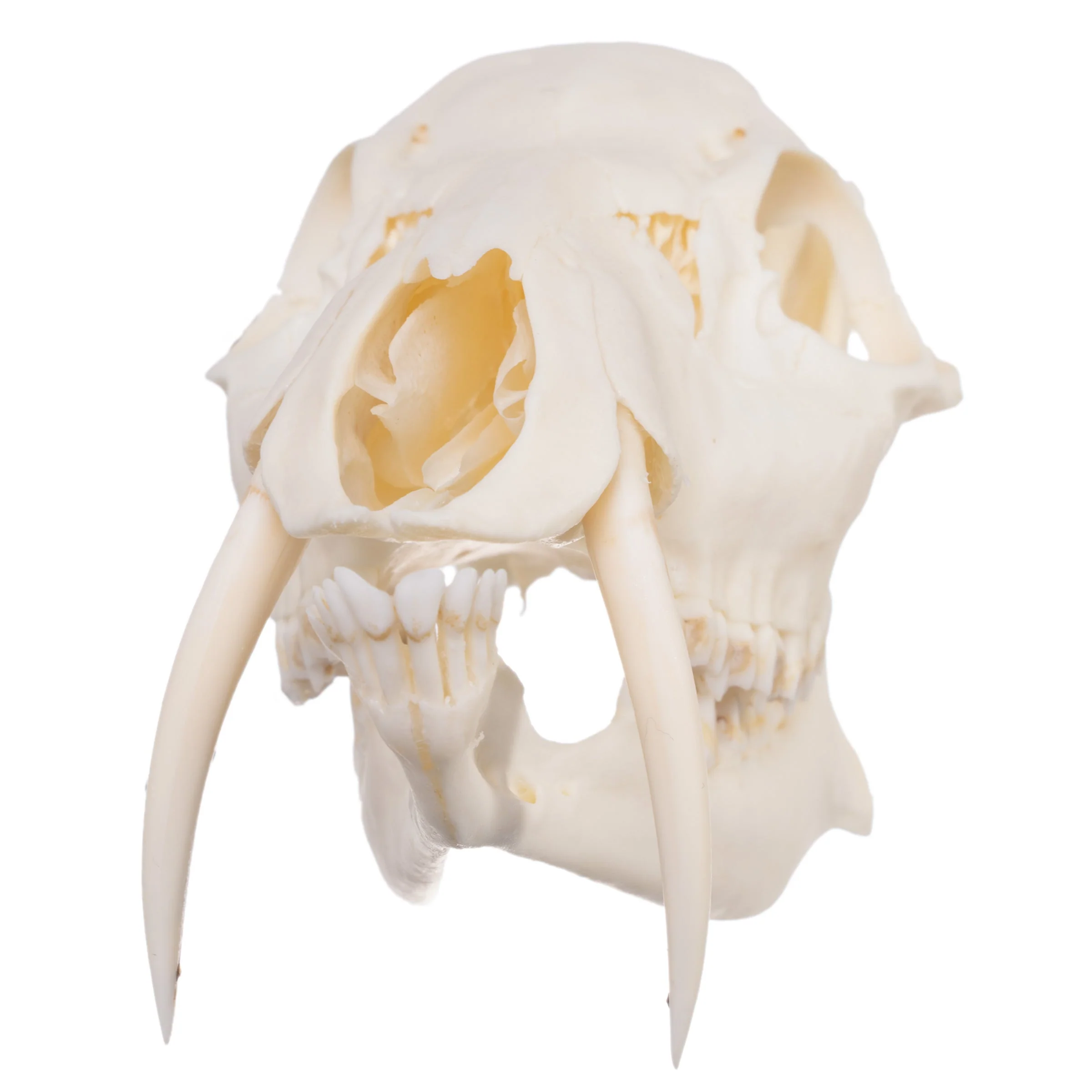 Real Chinese Water Deer Skull - Male - Image 7