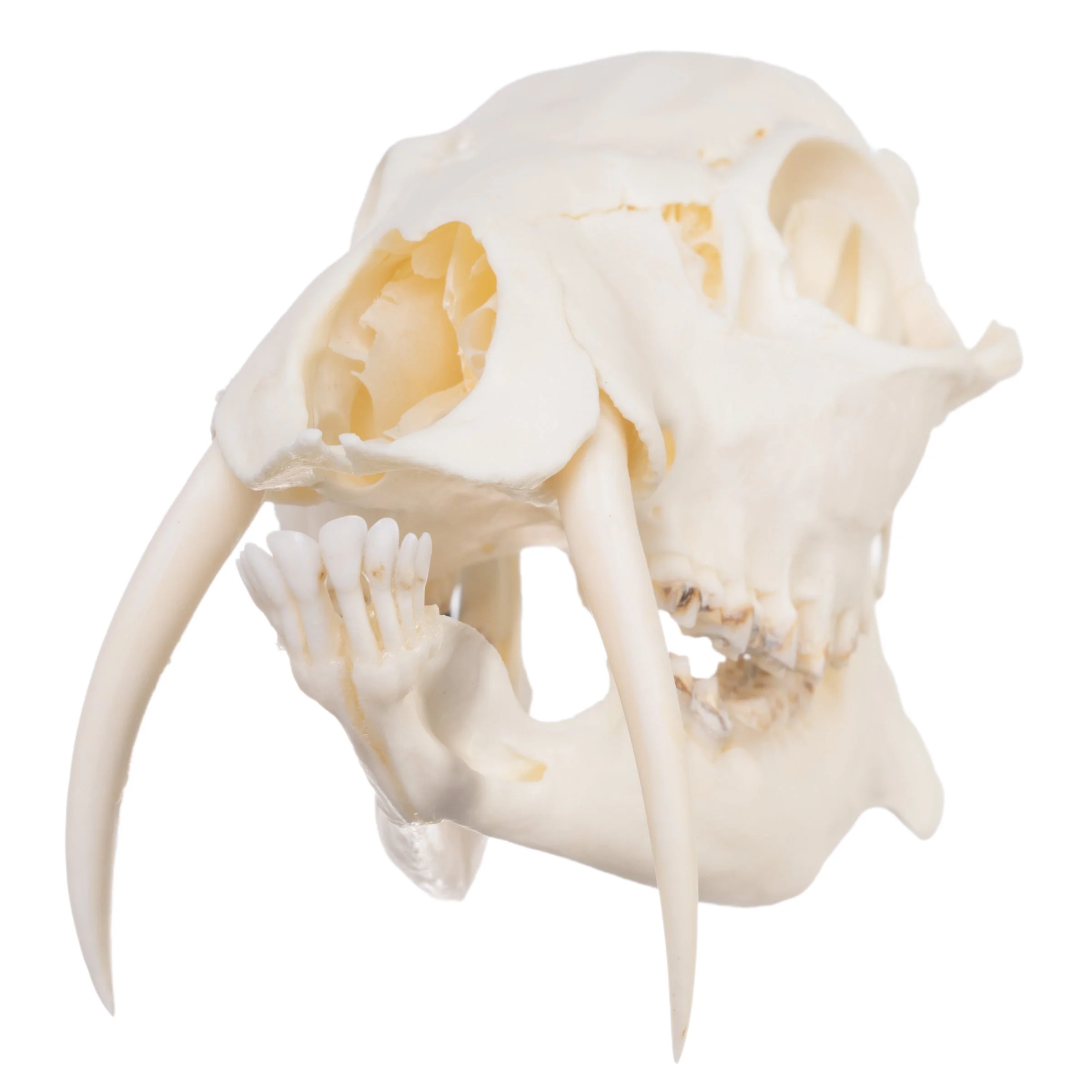 Real Chinese Water Deer Skull - Male - Image 8