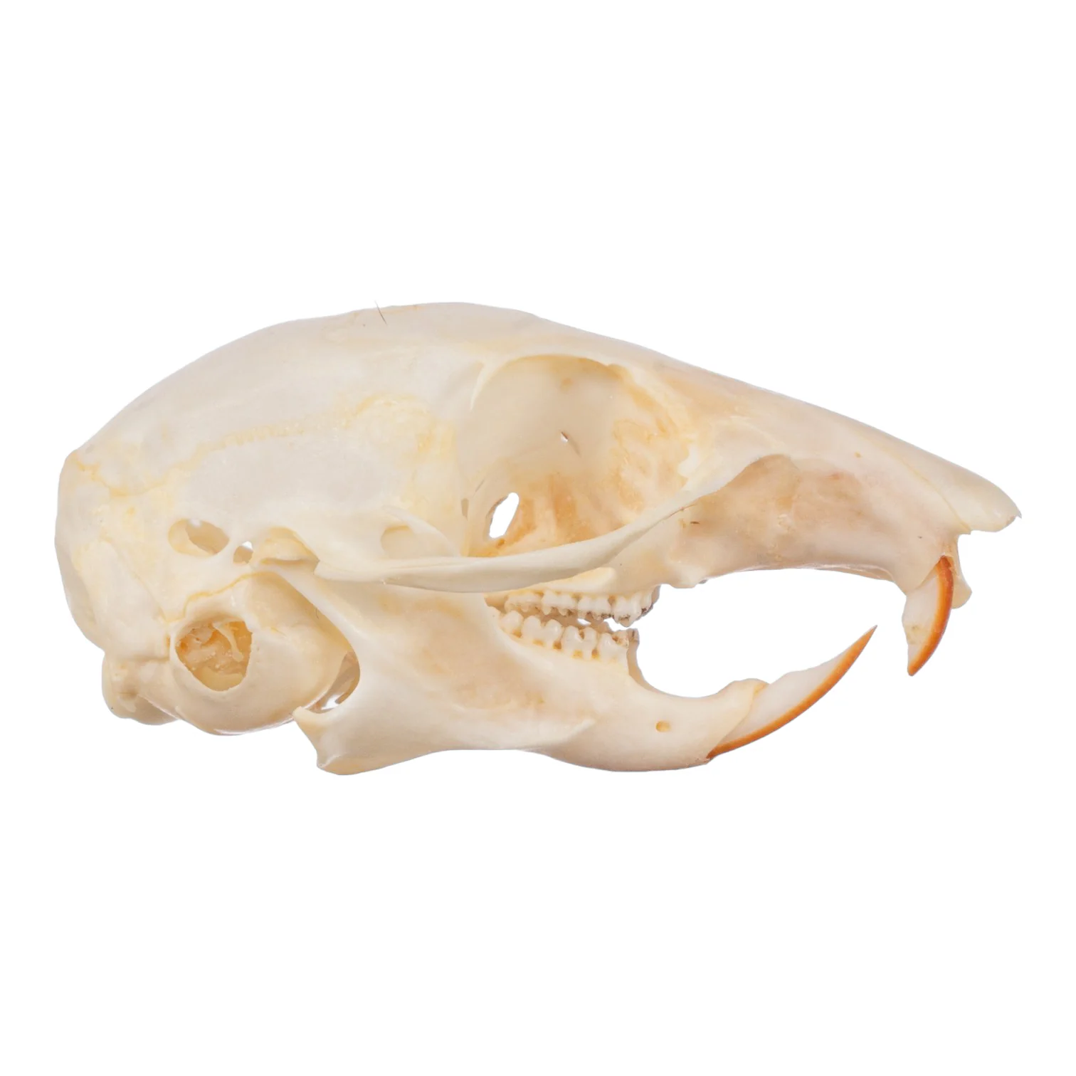Real Chipmunk Skull - Image 2