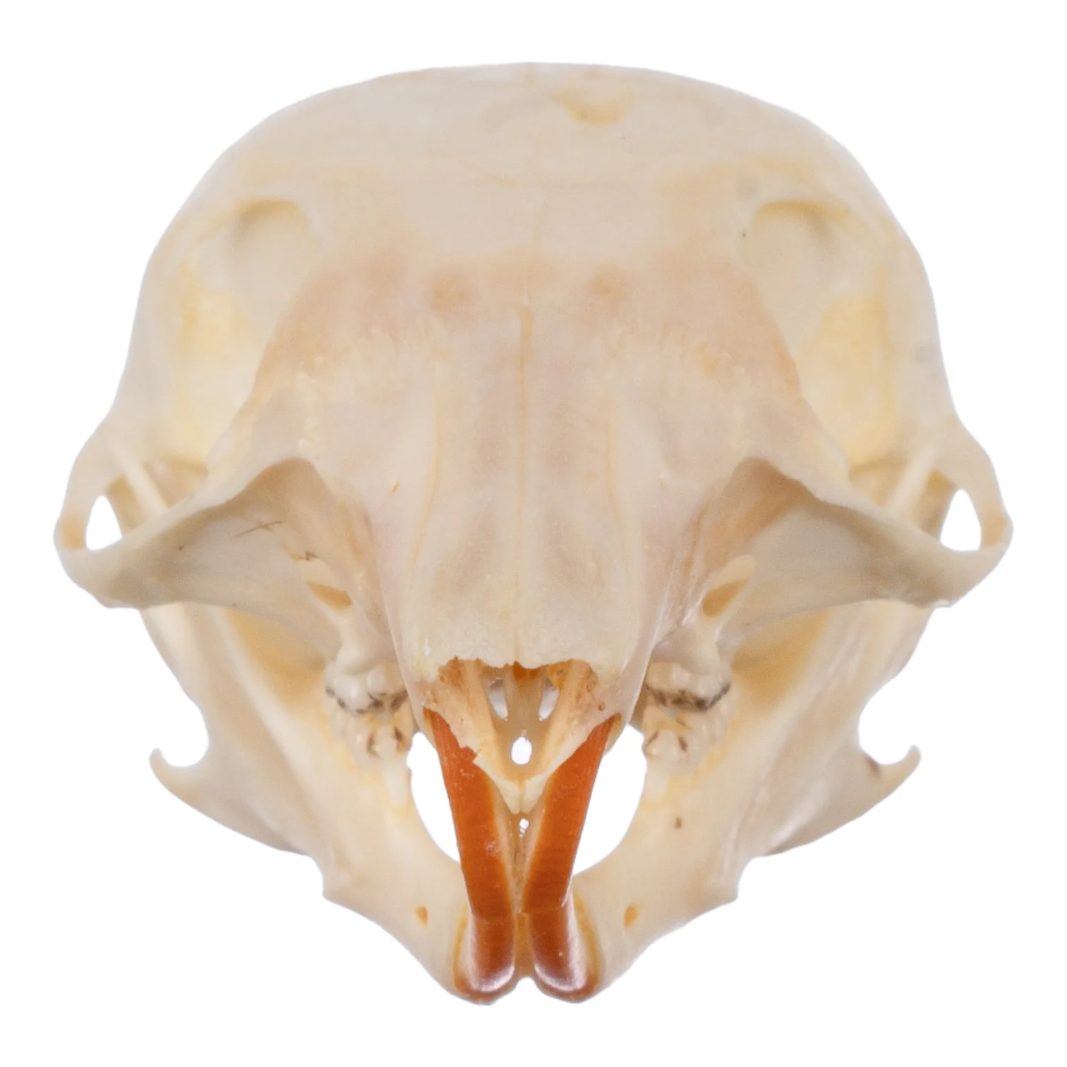 Real Chipmunk Skull - Image 3