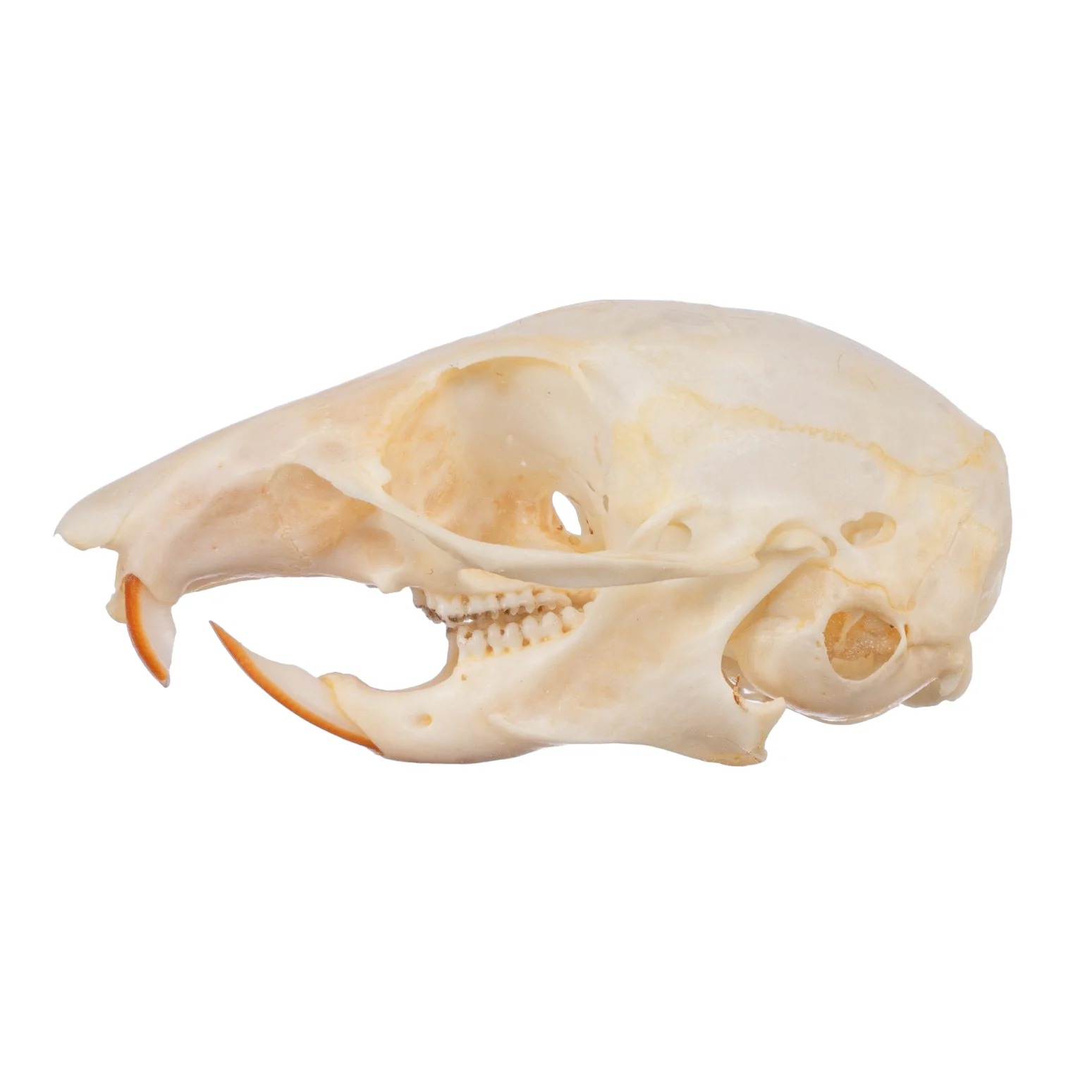 Real Chipmunk Skull - Image 4