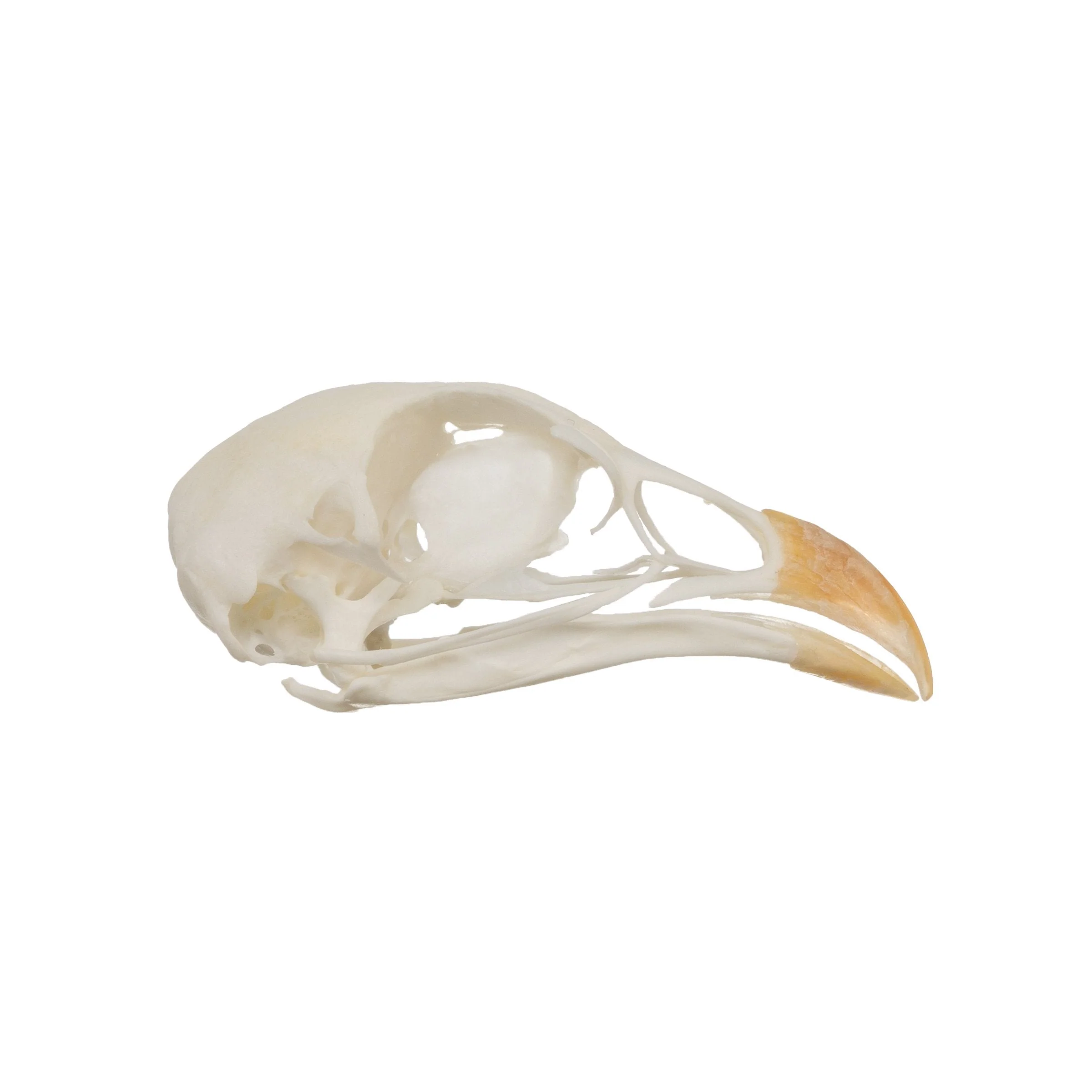 Real Chukar Skull - Image 2