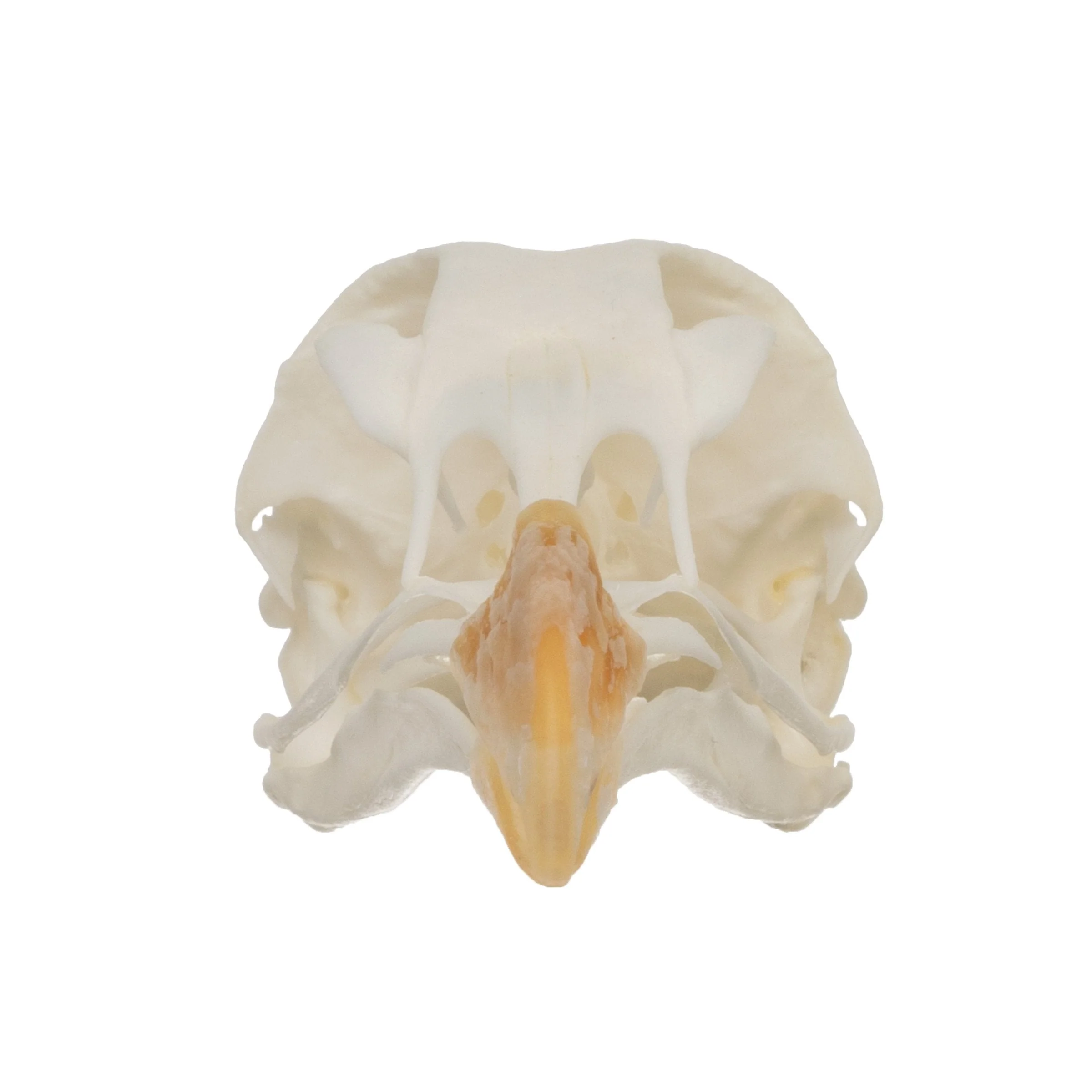Real Chukar Skull - Image 3