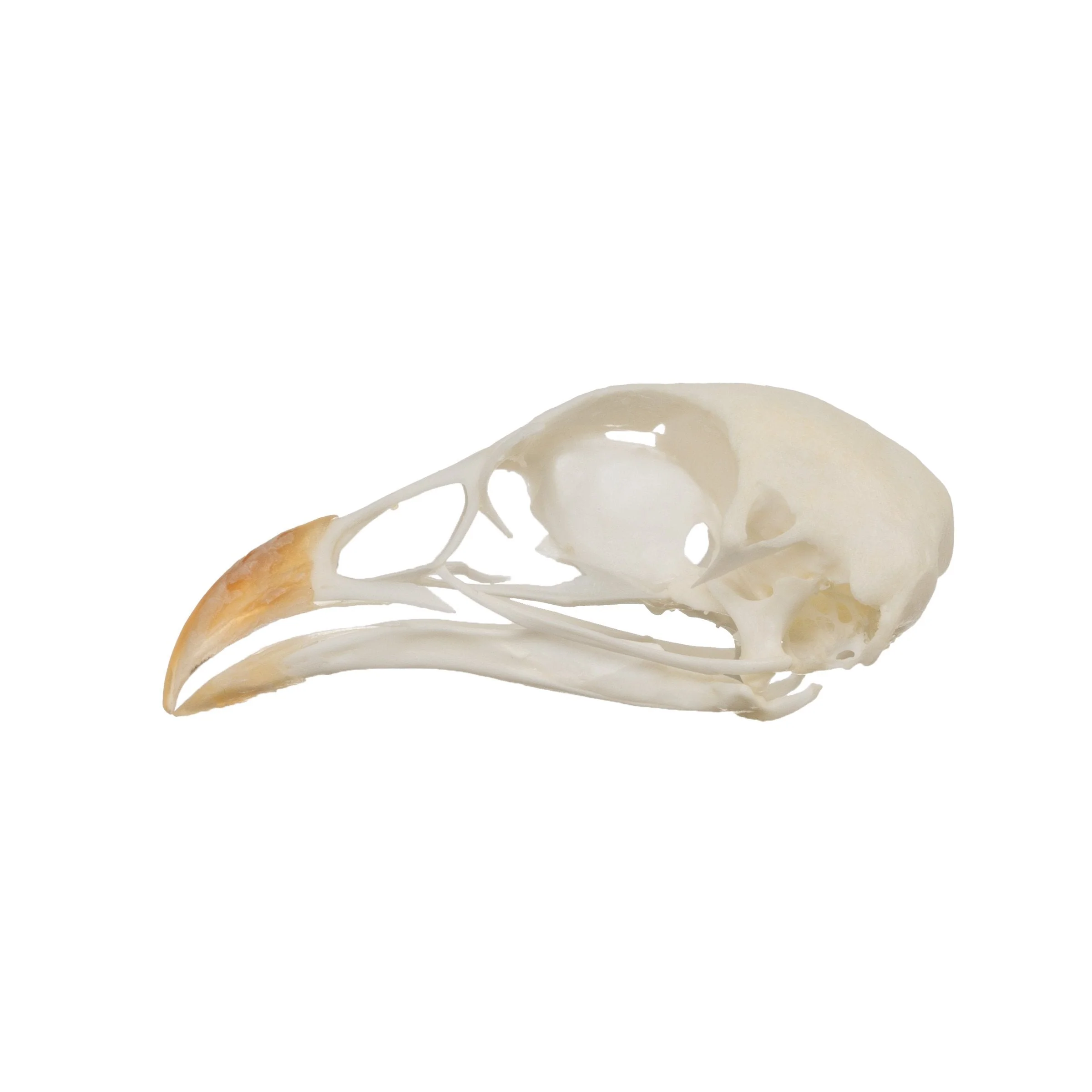 Real Chukar Skull - Image 4
