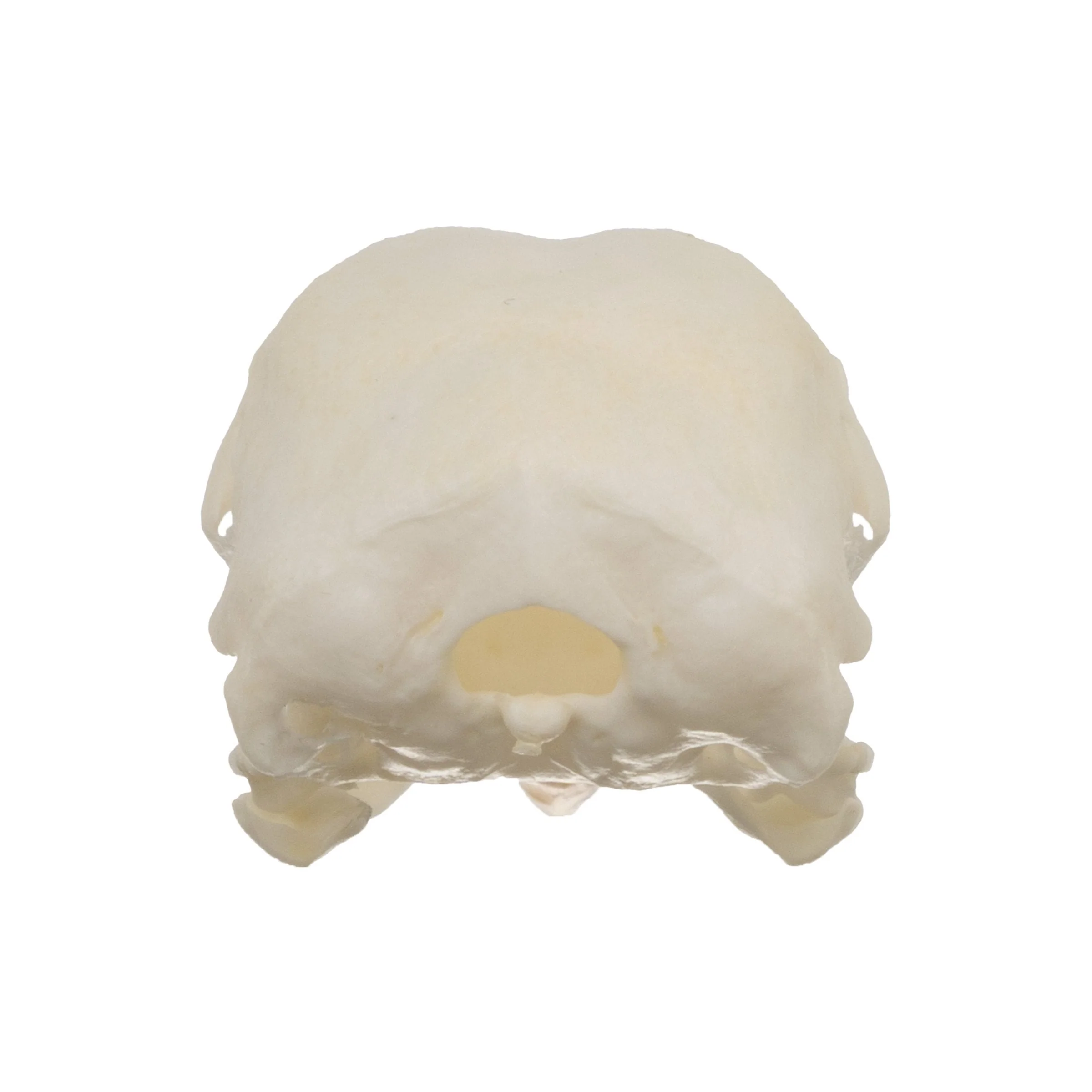 Real Chukar Skull - Image 5
