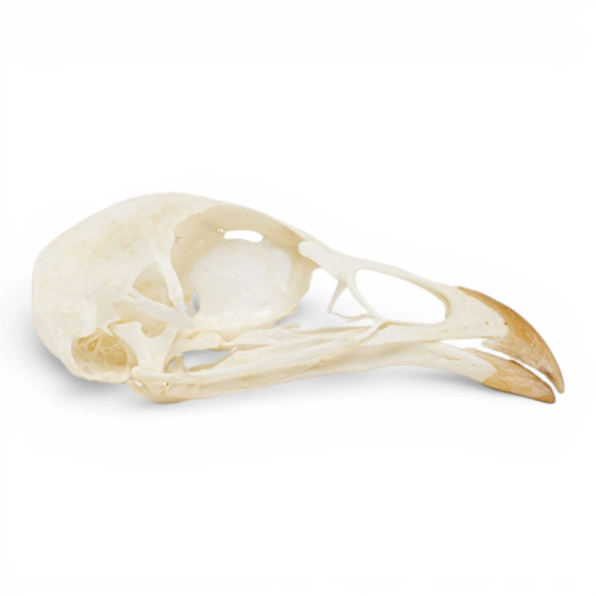 Real Chukar Skull - Pathology - Image 2