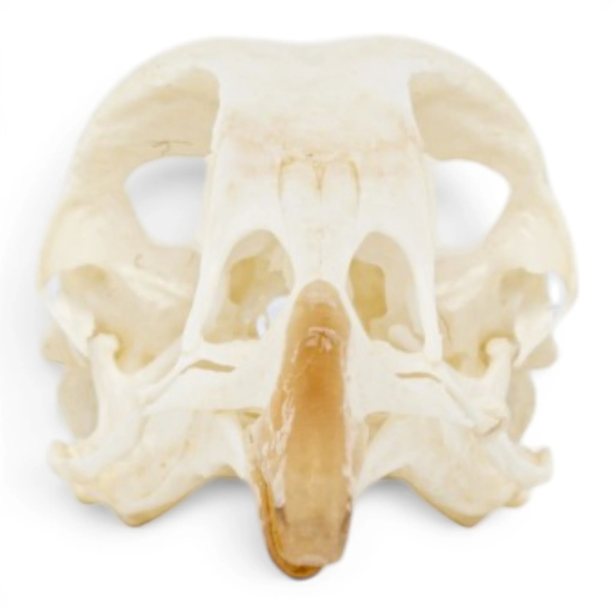 Real Chukar Skull - Pathology - Image 3